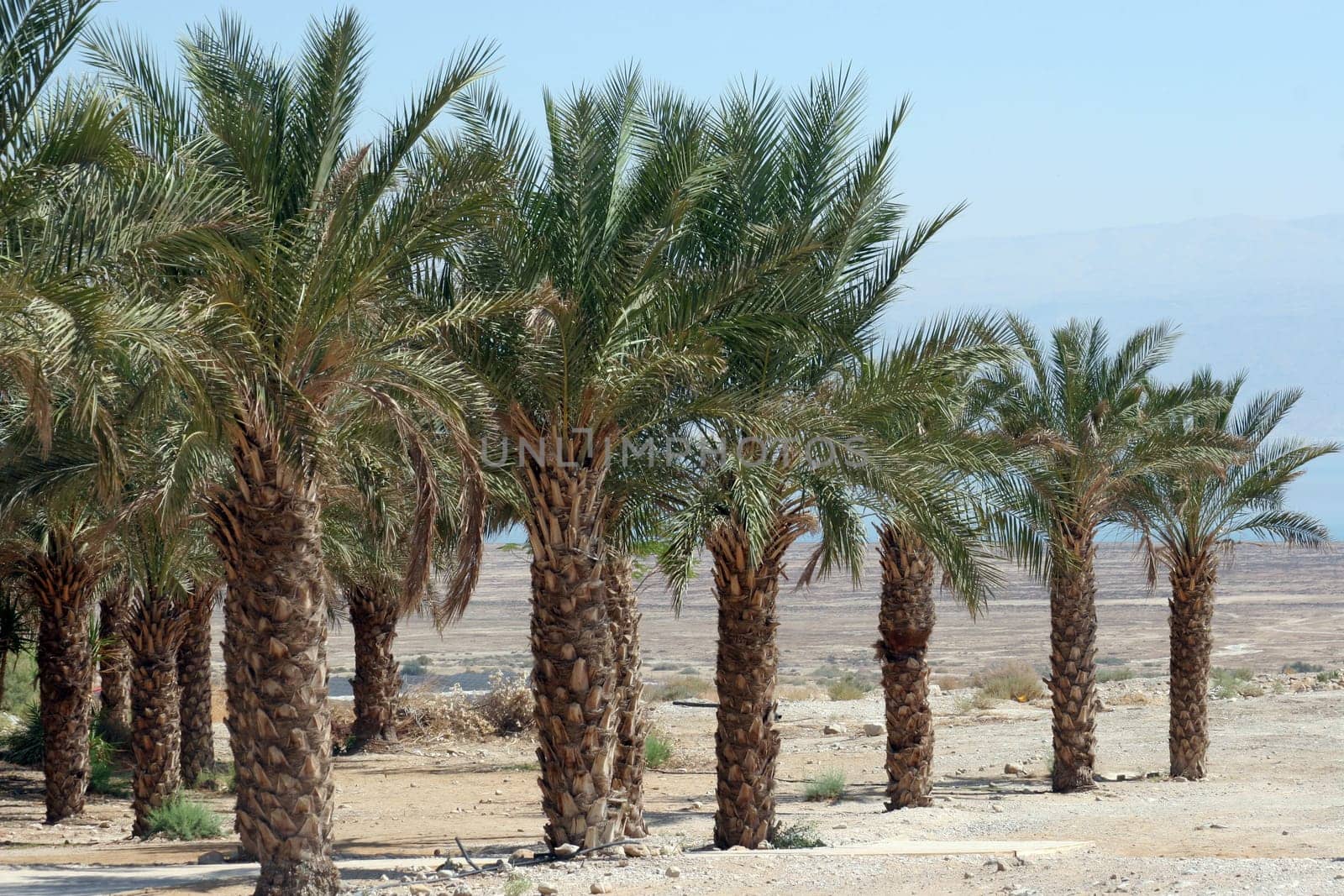 Palm trees in desert