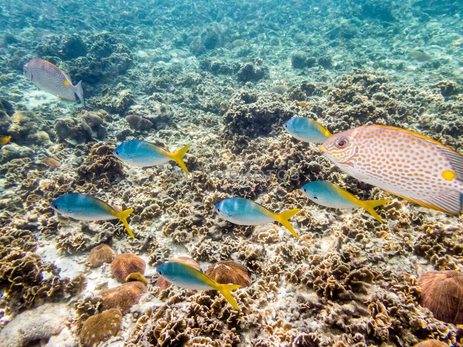 Underwater photos of group Yellowback Fusilier or Caesio Xanthonota is a beautiful sea fish swimming above the coral reefs at Koh Nang Yuan island in Thailand