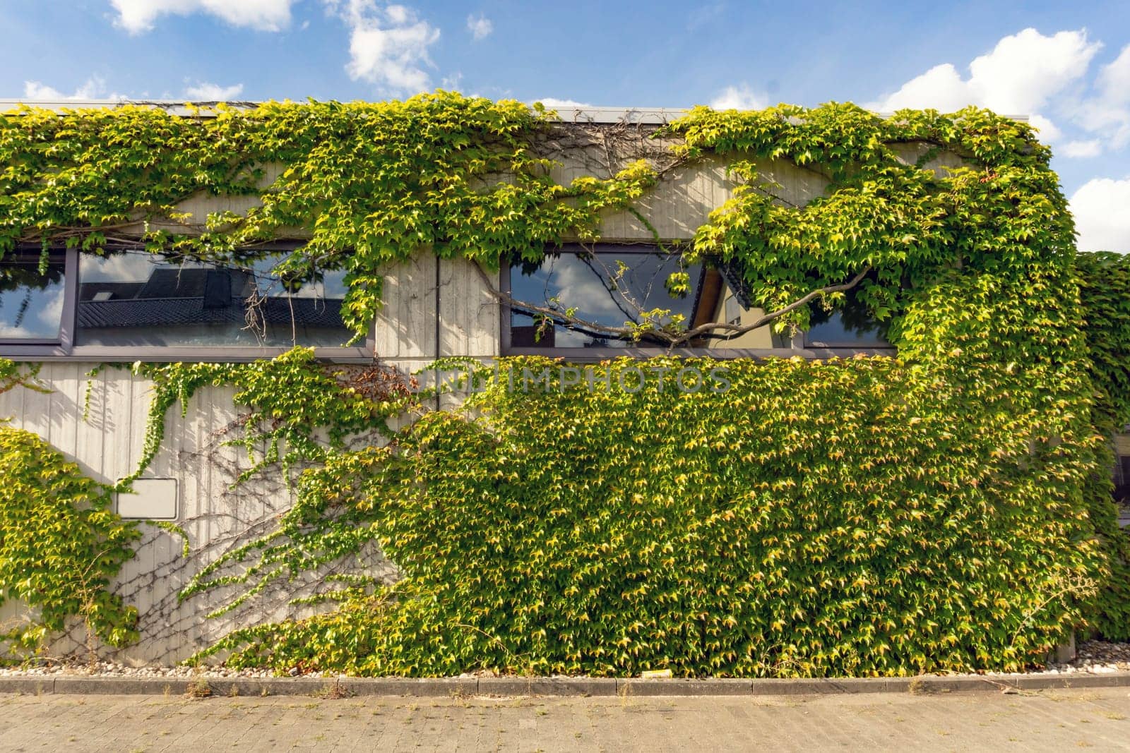 Wide building with one side almost completely covered by green vines in front of open lot and blue sky with puffy clouds above