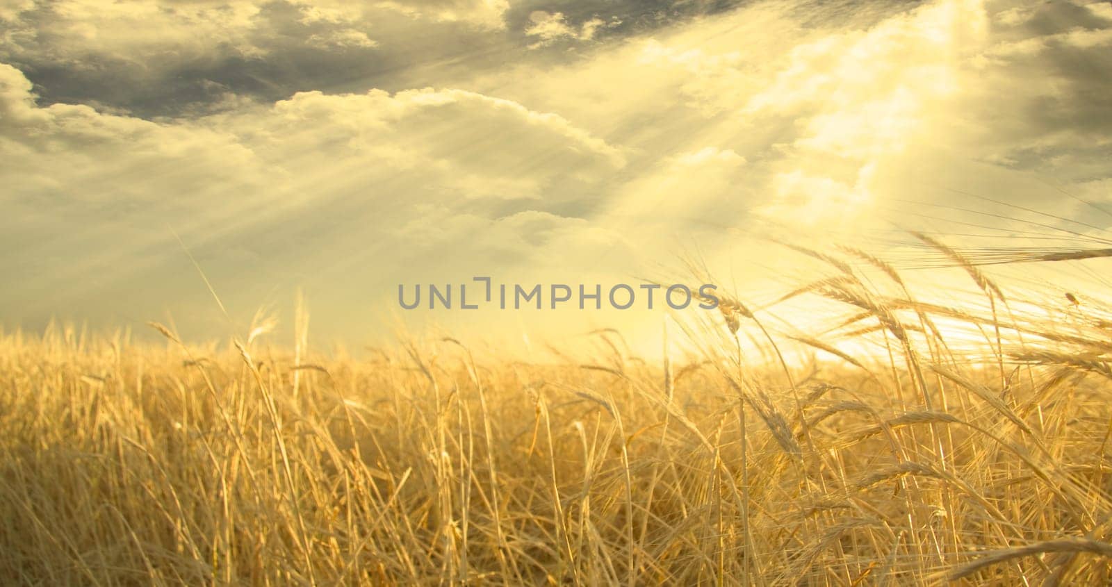 Golden Field of Wheat and Sky. Sunset or sunrise