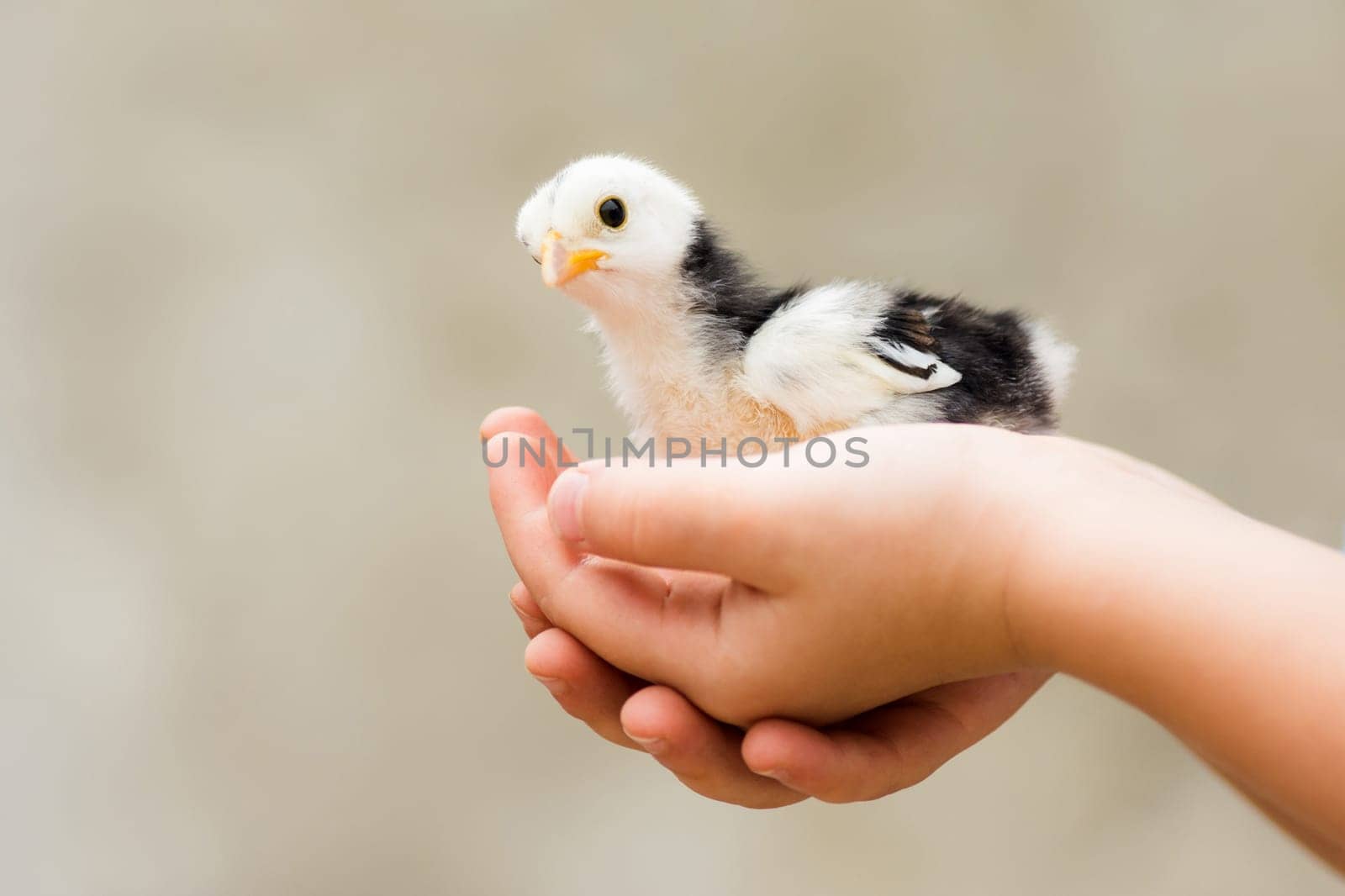 The young child is holding in his hands a little chick.