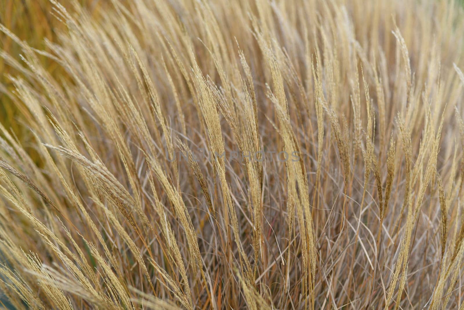 Natural background Dry reed. Minimal, stylish and trend concept.