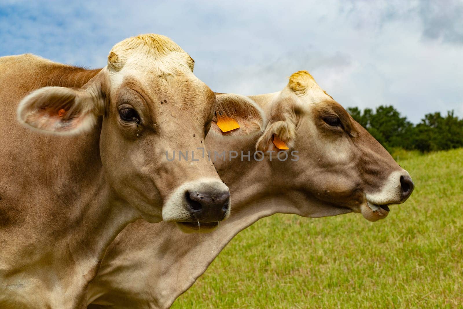 Portrait of Aubrac cows in the meadow