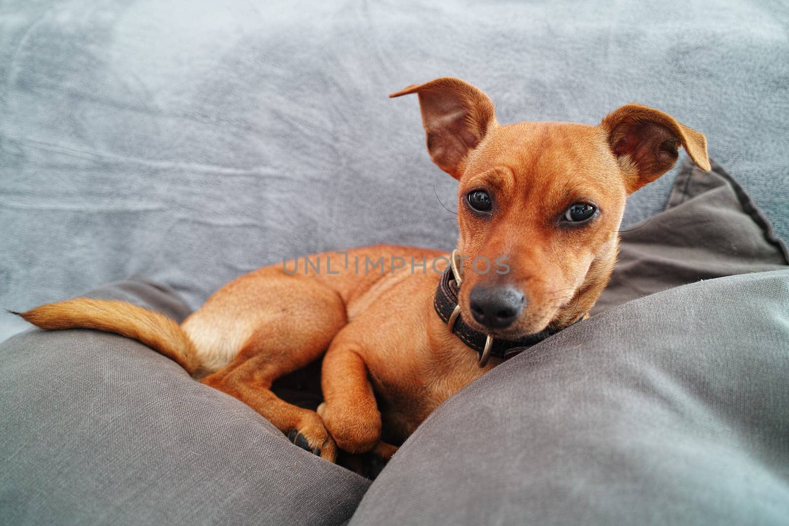 Brown miniature Pinscher dog relaxing home over gray sofa