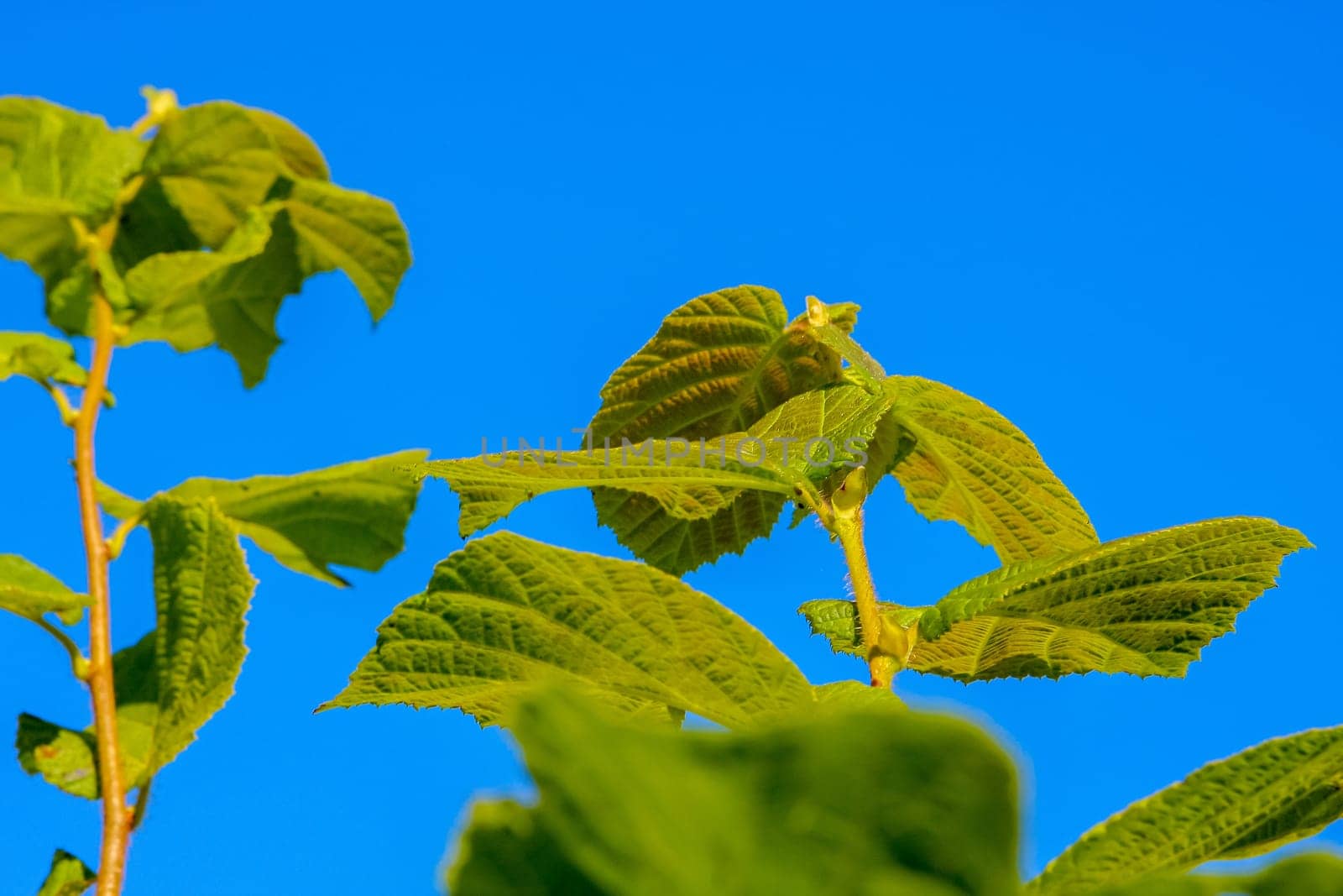 Green leaves against blue skies, natural backgrounds.