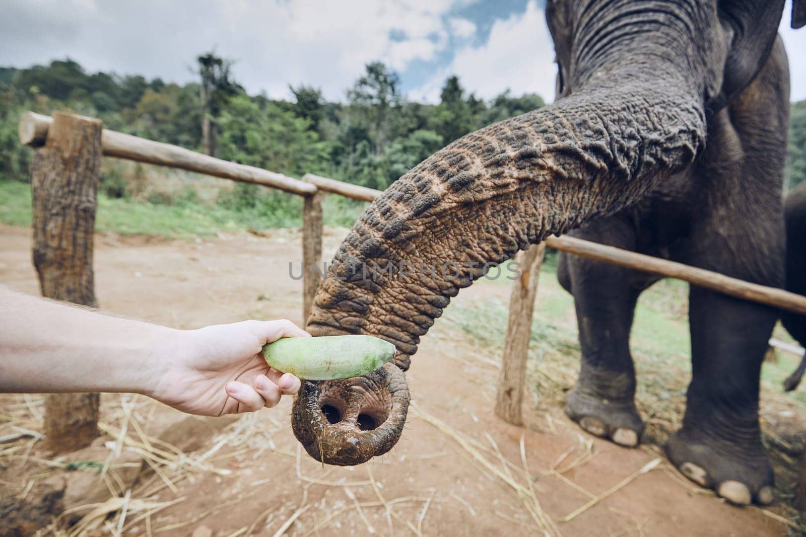 Hand with banana feeding to elephant. Chiang Mai Province, Thailand.