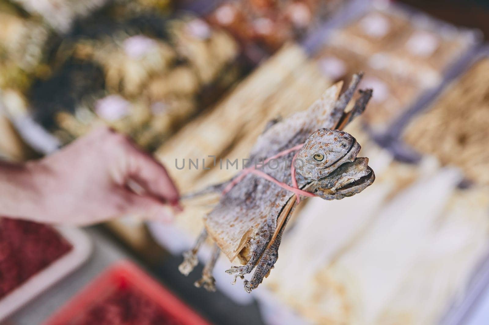 Human hand holding dried tokay gecko in shop of traditional Chinese medicine. Chinatown street market in Singapore.