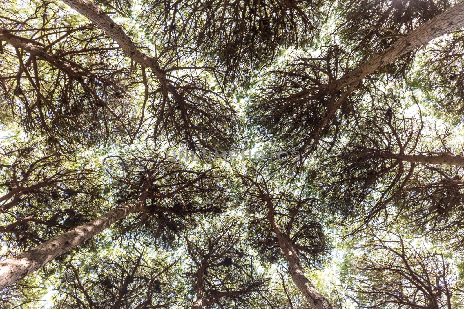 Dense pine trees forest texture. Bottom to the treetops view.