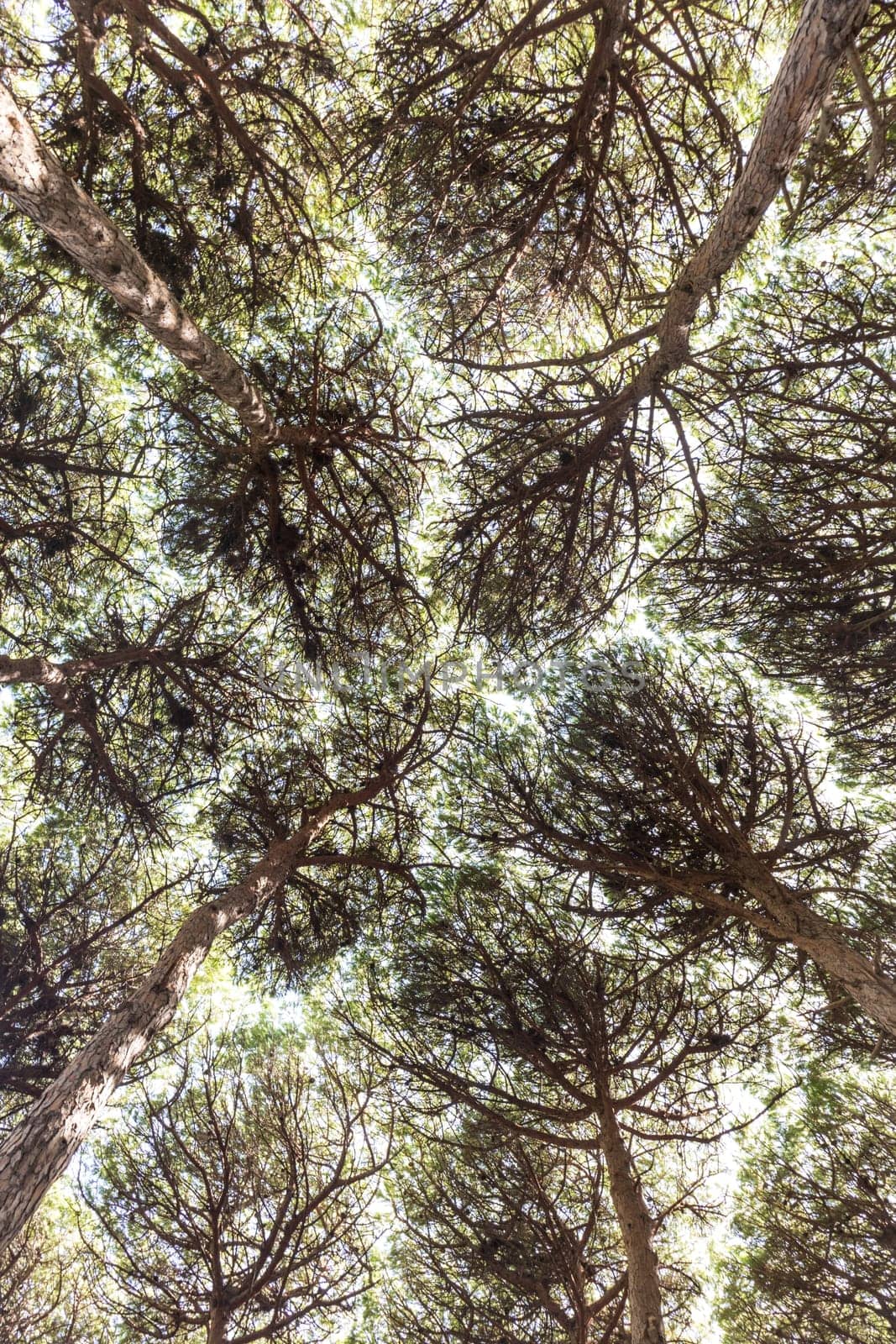Dense pine trees forest texture. Bottom to the treetops view.