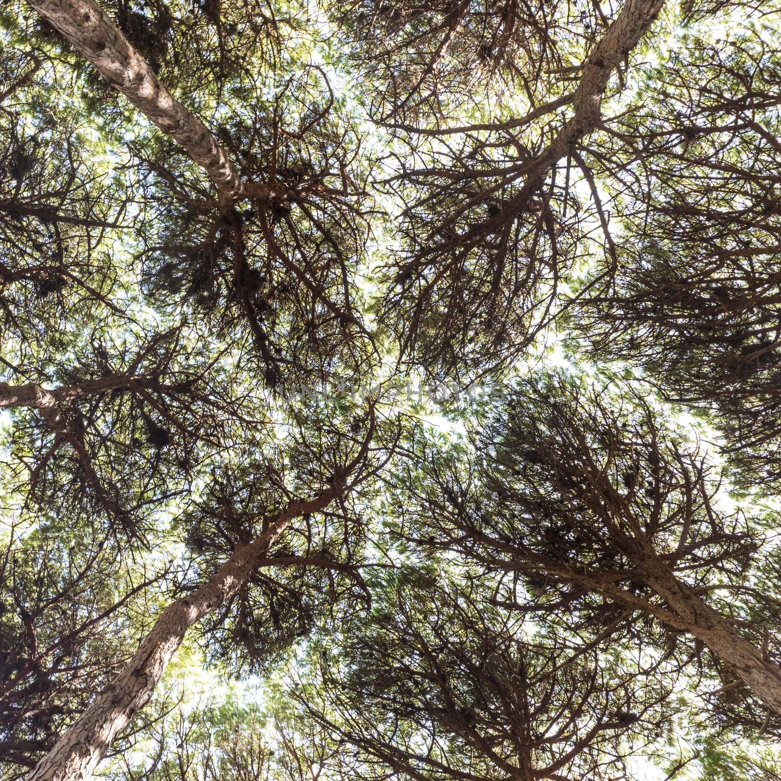 Dense pine trees forest texture. Bottom to the treetops view.