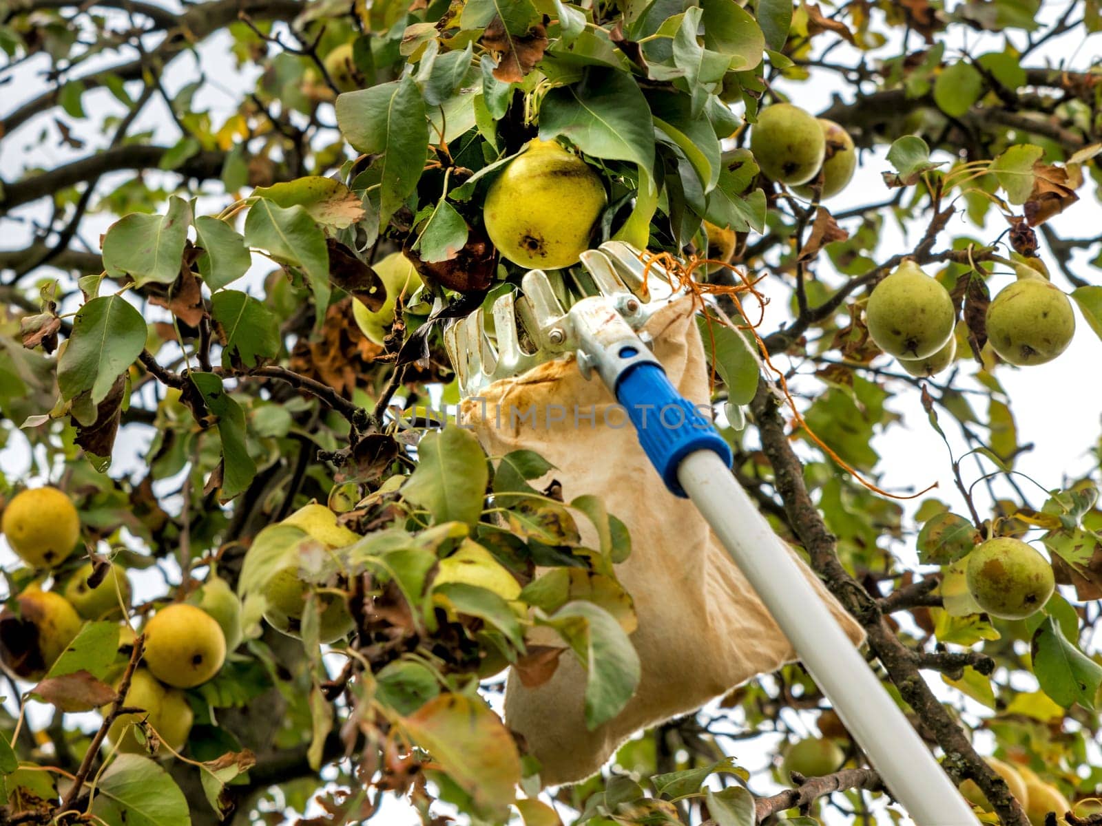 Harvest ripe pears with a fruit platter from the tree