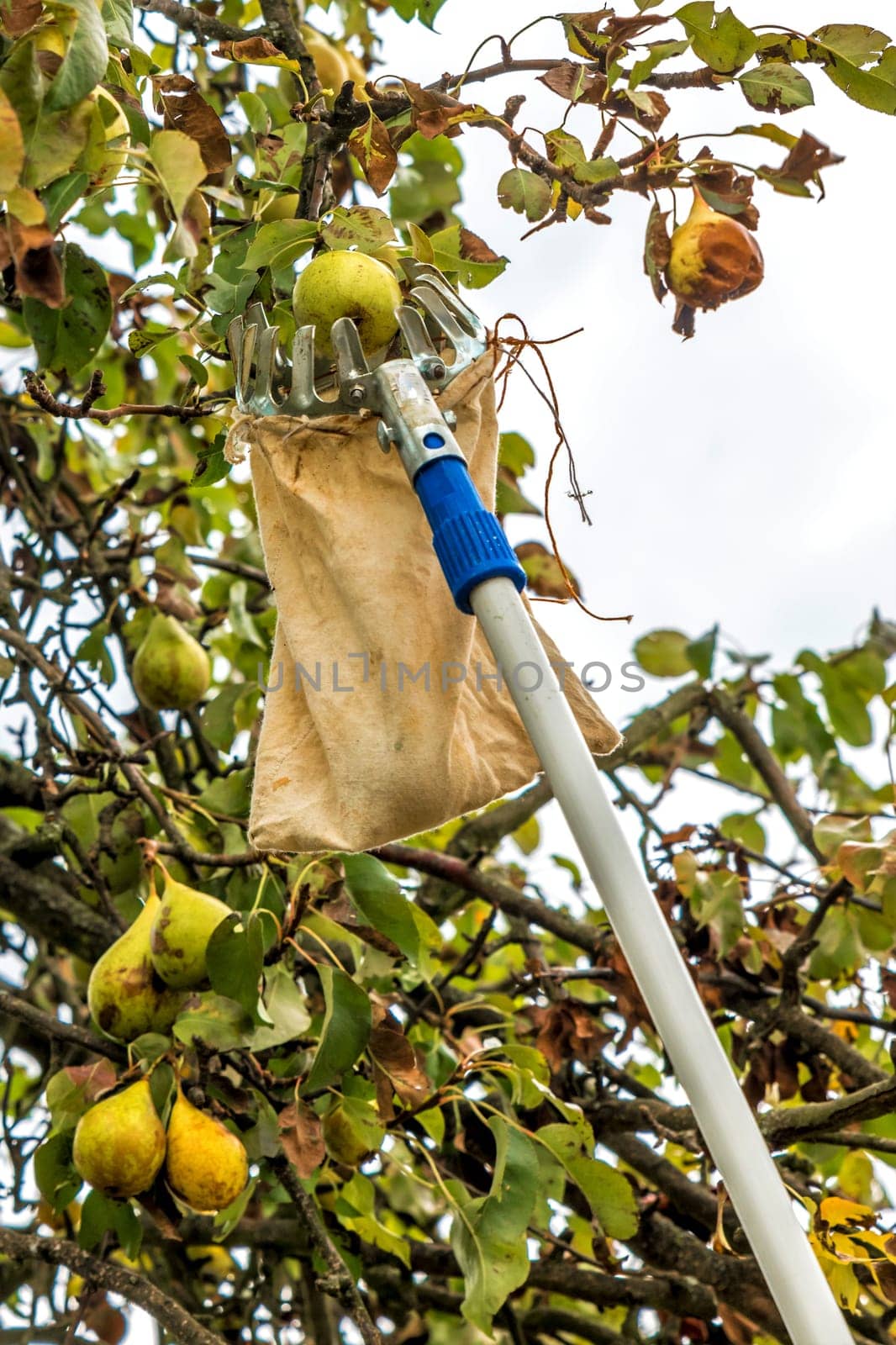 Harvest ripe pears with a fruit platter from the tree