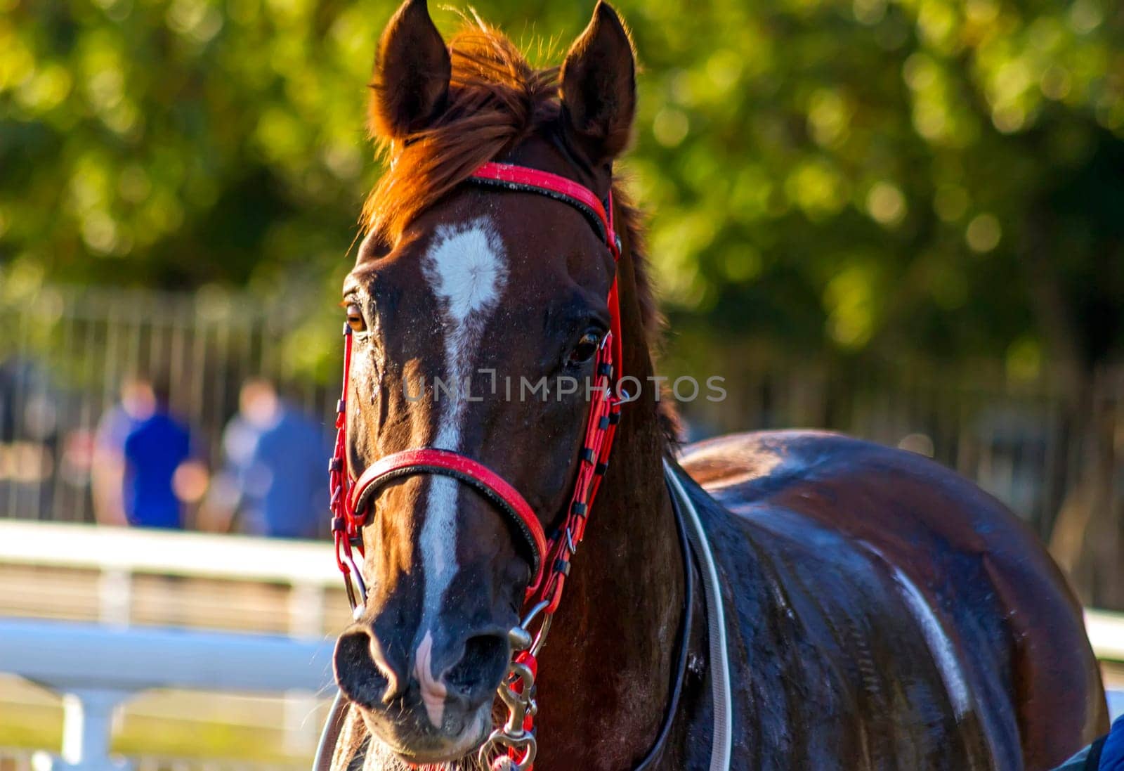 Portrait of the red arab stallion,Russia.