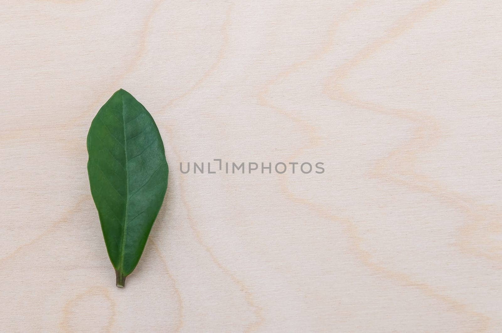 background wooden wood texture with a green leaf