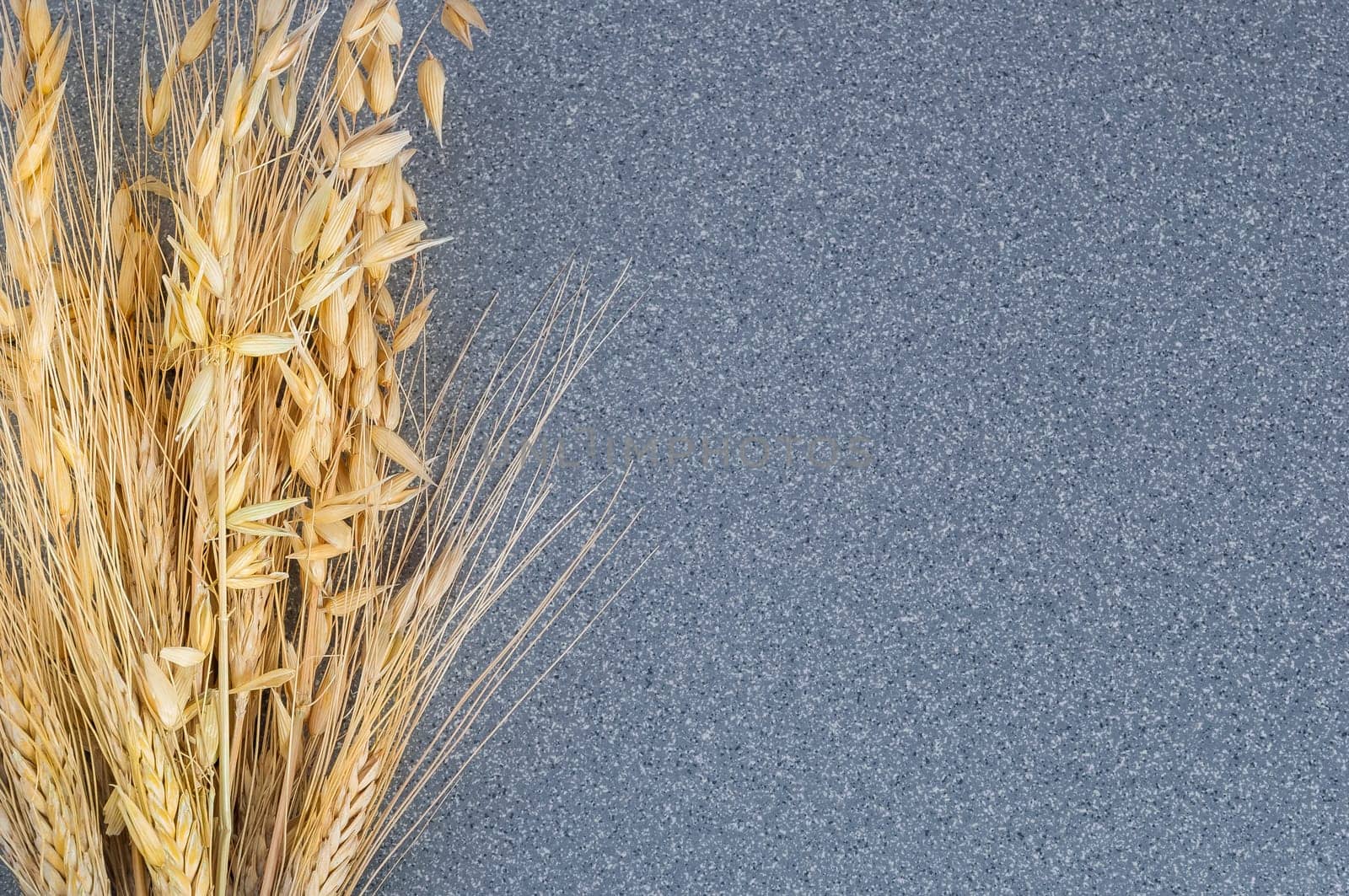 Brightly yellow ears of wheat and barley on the background of gray granite.