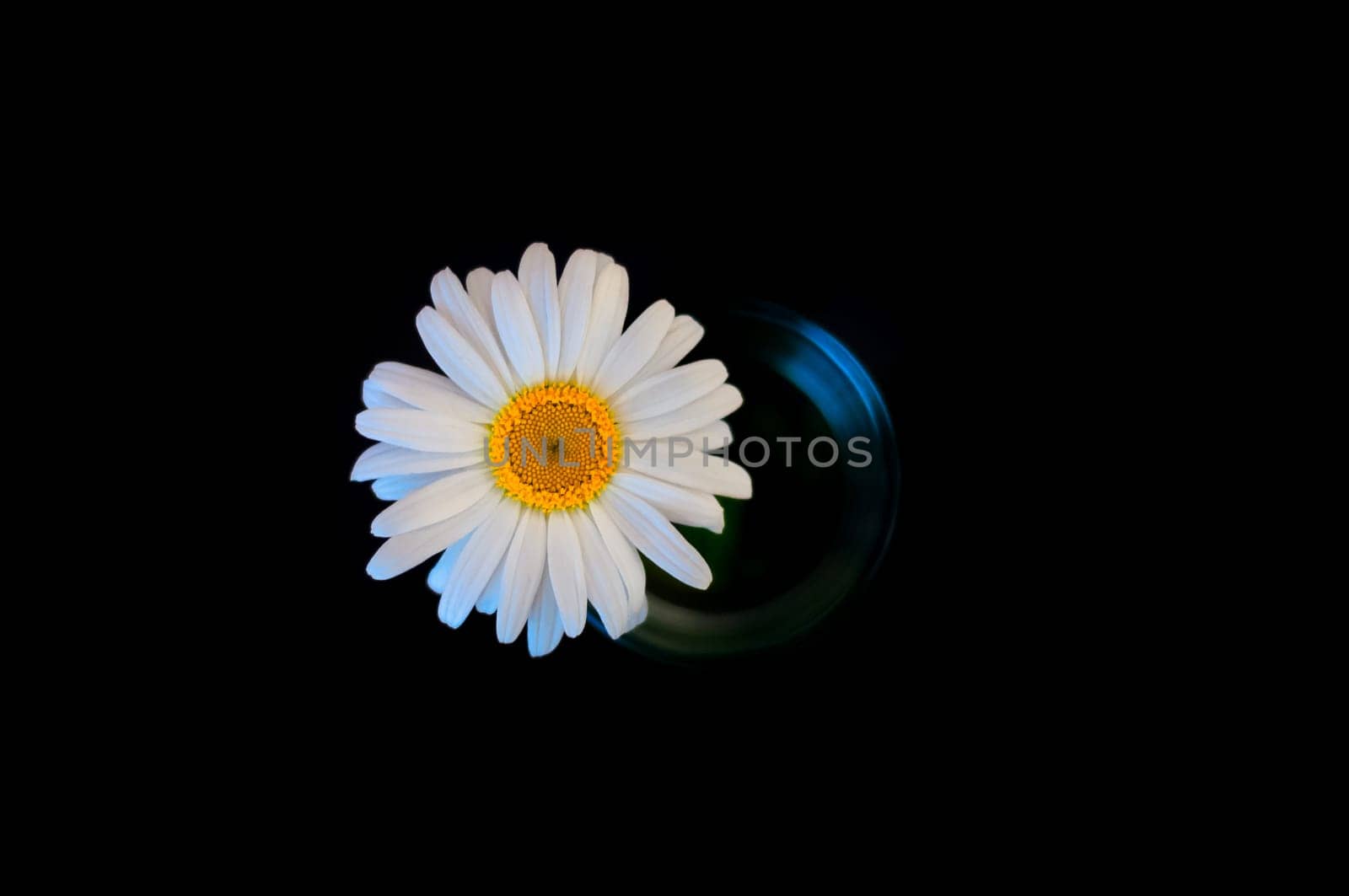 A white chamomile flower in a glass on a black background.