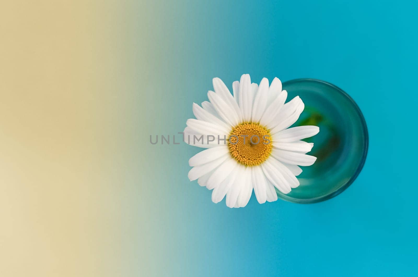 chamomile flower in a glass of water on the right side of the image, background left yellow, right blue
