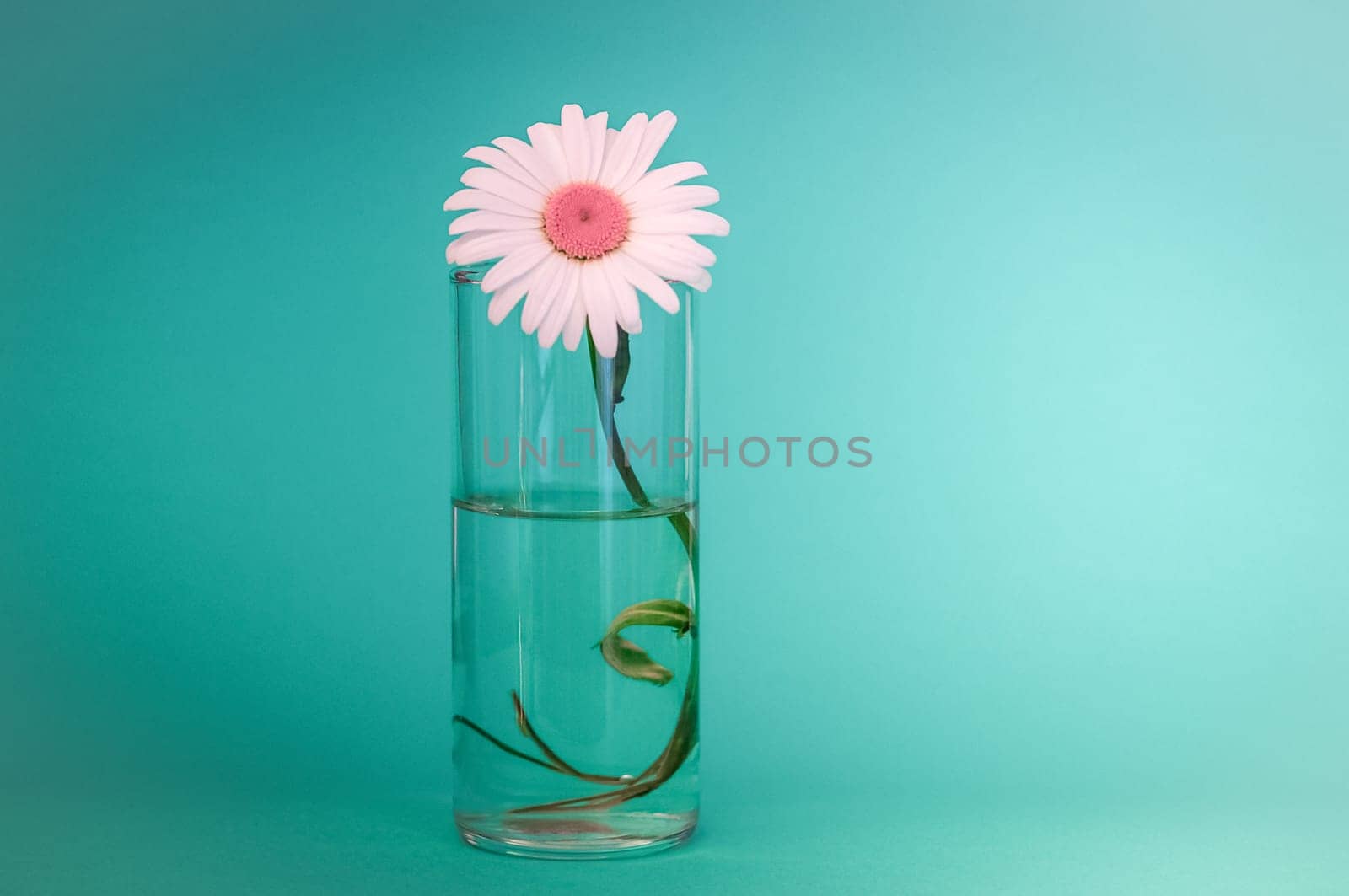 Beautiful chamomile flower in a glass of water. on a green background. Right place for the inscription.