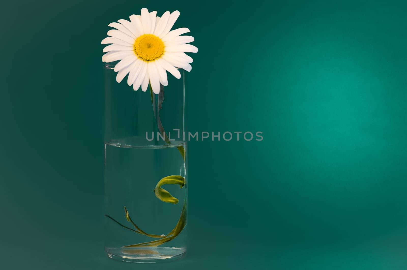 On a dark green background a glass with chamomile, on the right place for the inscription.