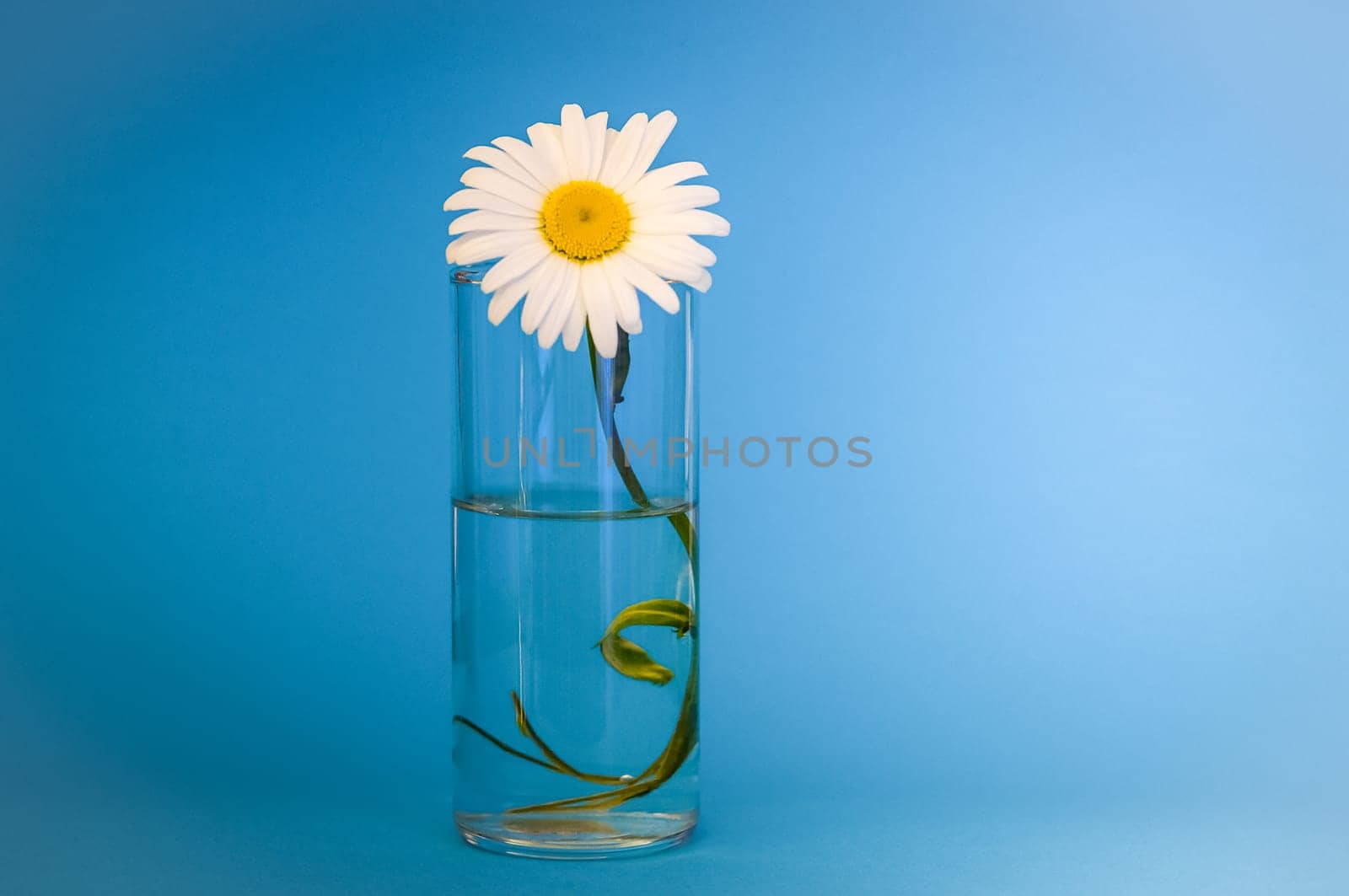 Chamomile flower in a glass of water. dark blue background. Right place for the inscription.