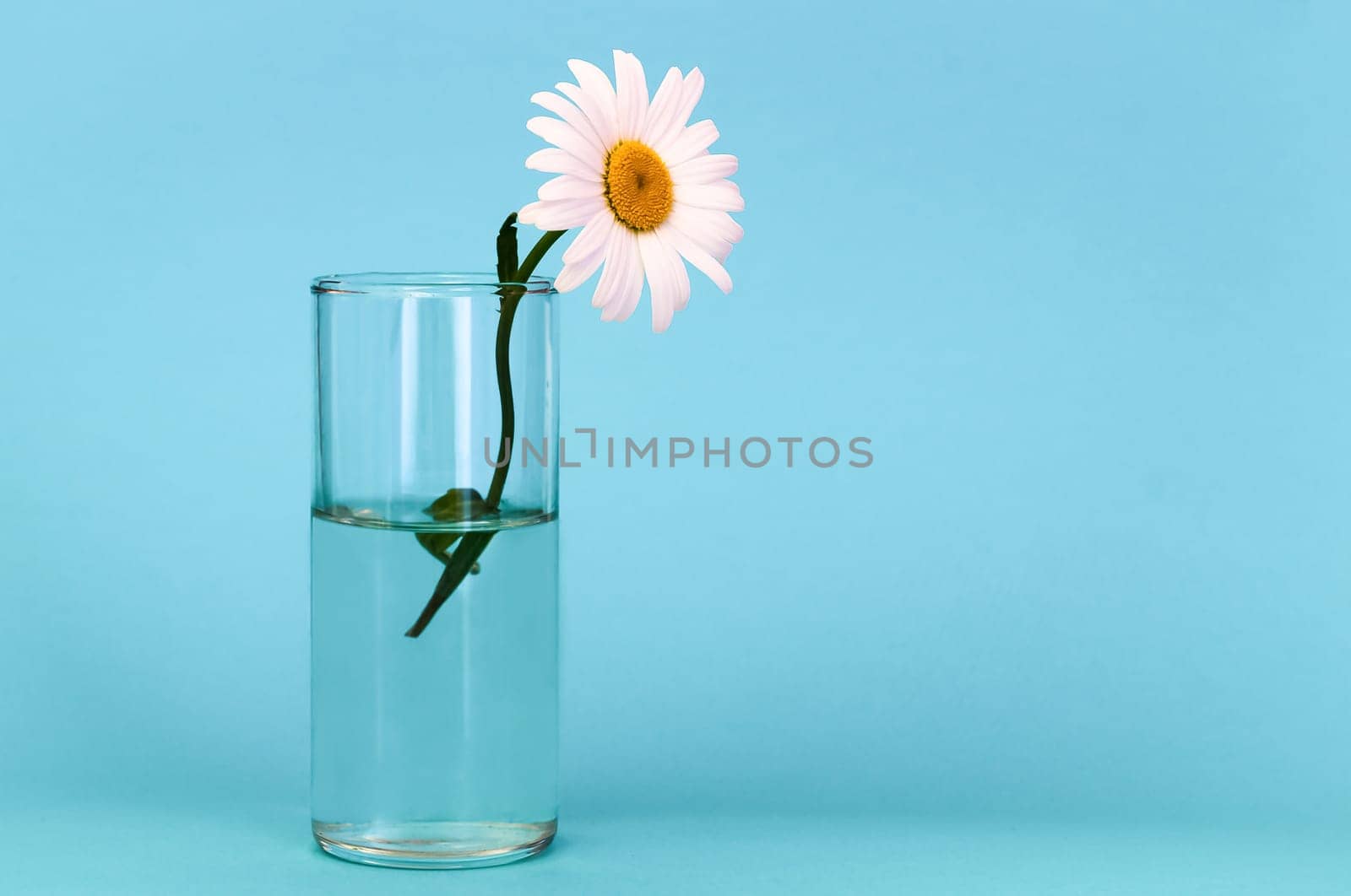 A glass with a beautiful chamomile flower on a gentle blue background, on the right is a place for an inscription.