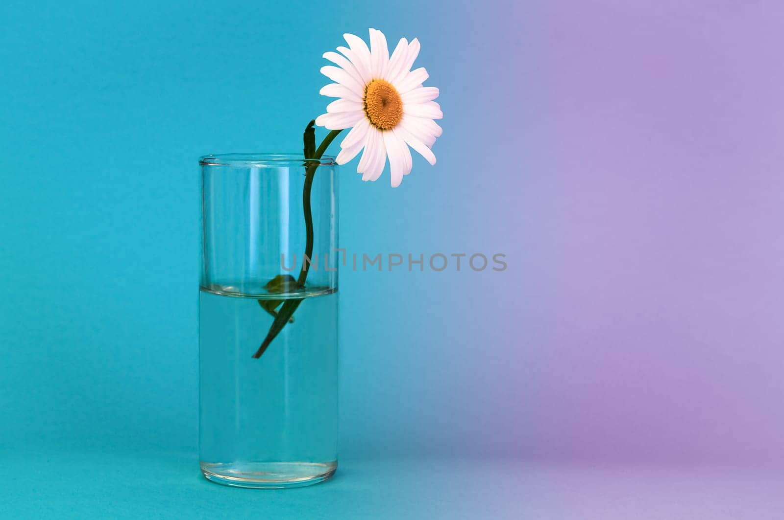 A glass with a beautiful chamomile flower on a blue background, on the right is a place for a lilac-colored inscription.