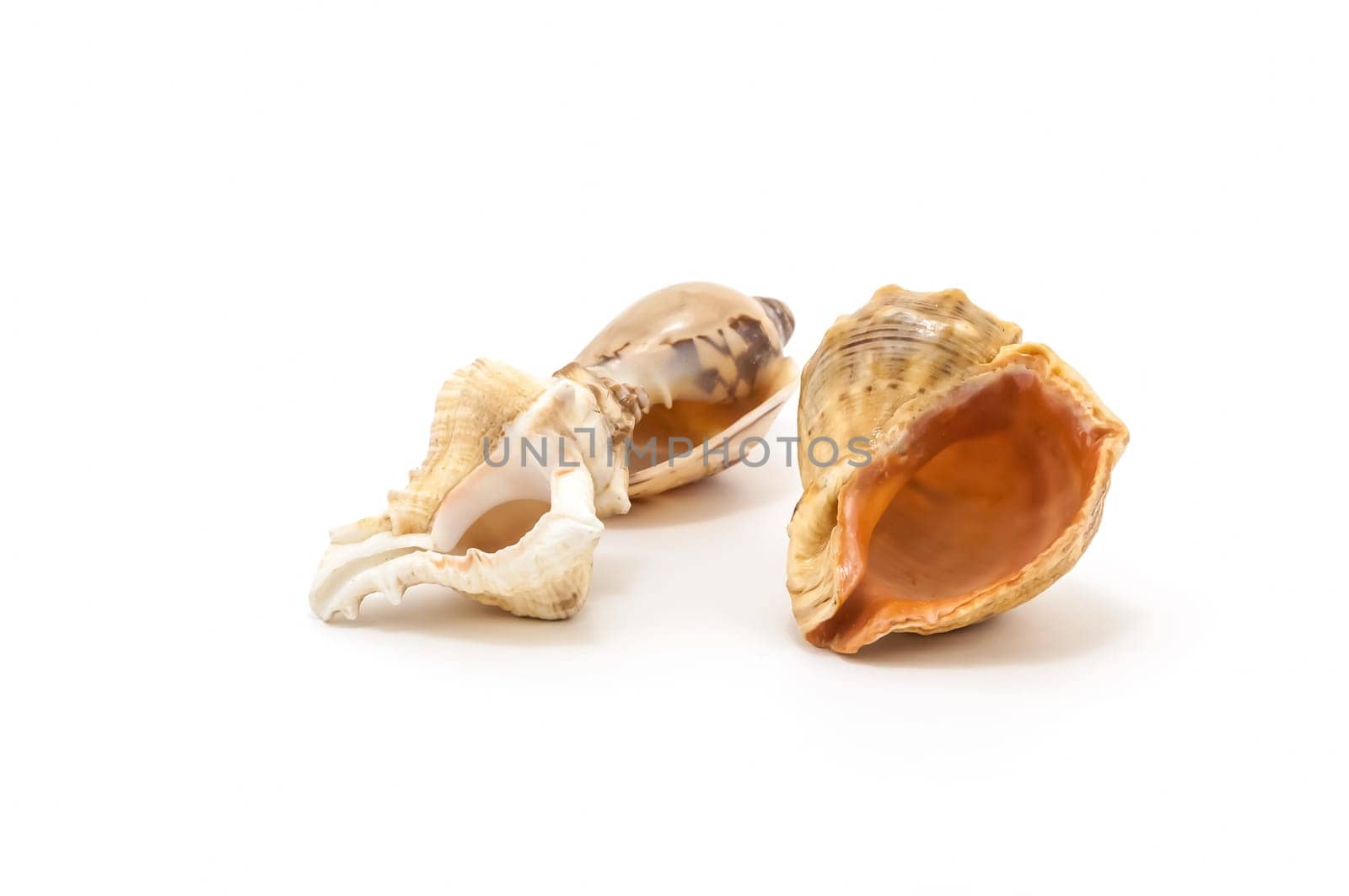 Three seashells isolated on a white background isolated