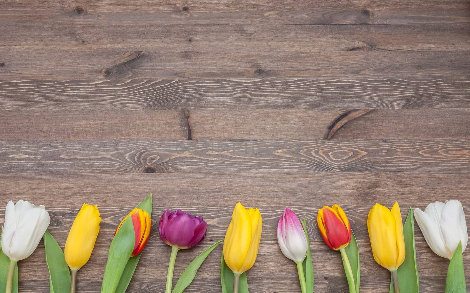 Many multicolored tulips in a row on the bottom of the background of wood.
