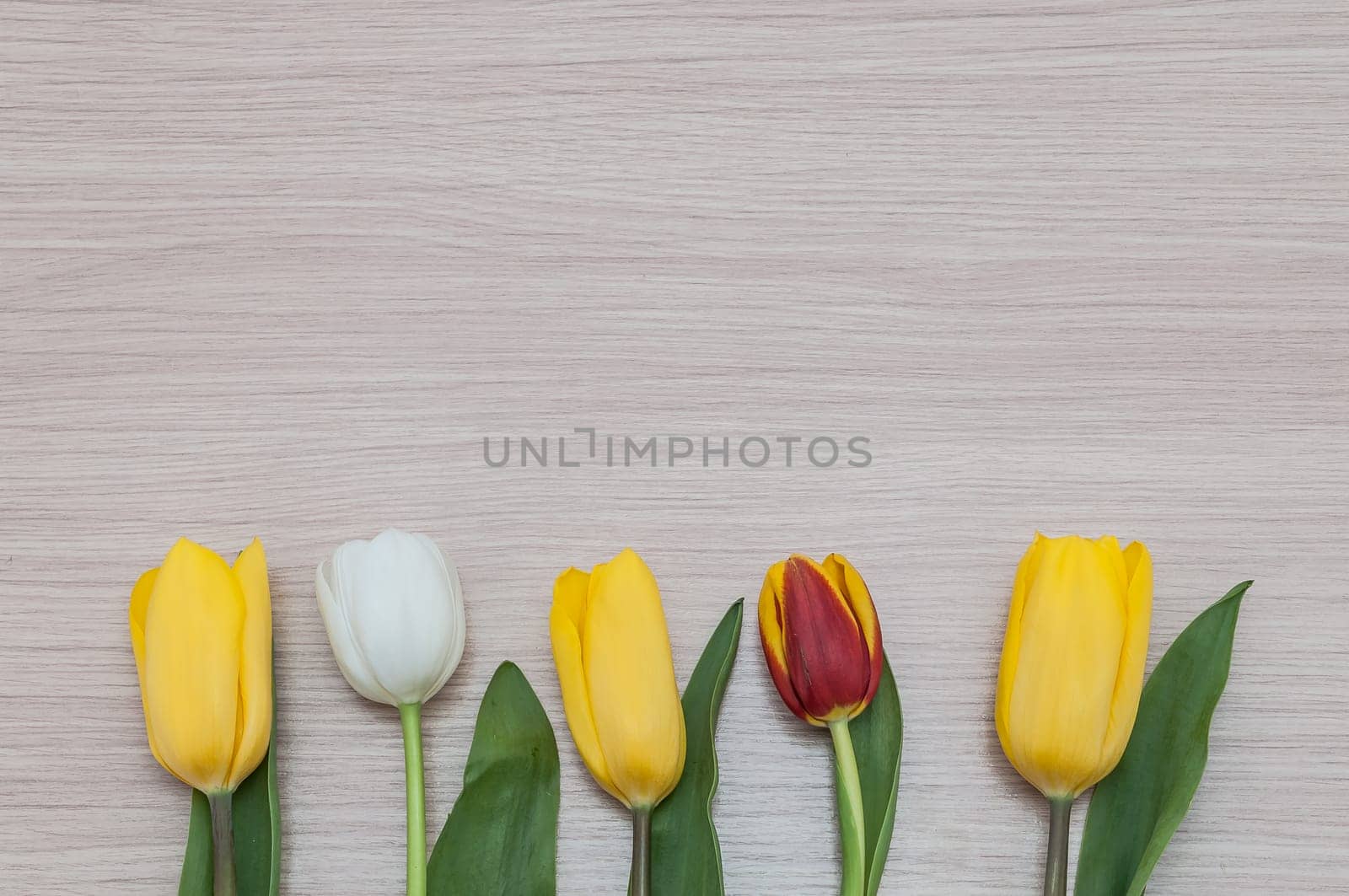 Three yellow, one white and one red tulip in a row on a background of wood.
