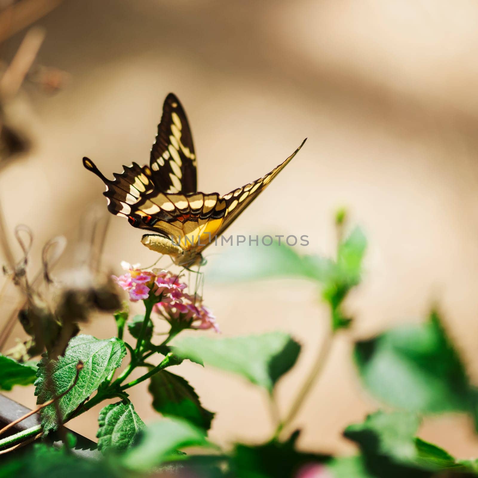 Rear full-length view of a King's Swallowtail (lat: Papilio thoas) in Bavaria sucking the nectar at a red blossom.