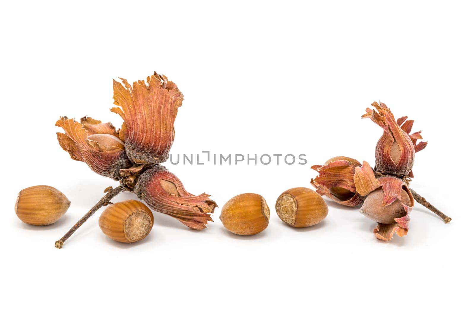 Freshly harvested hazelnuts isolated on white with shadow