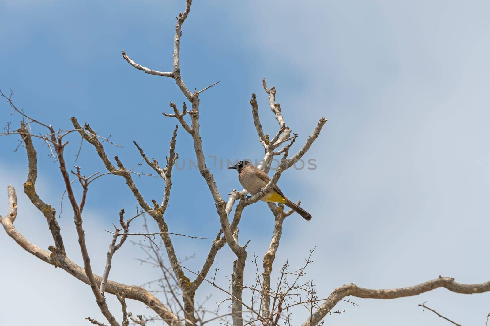 White-spectacled bulbul in a Tree in Israel