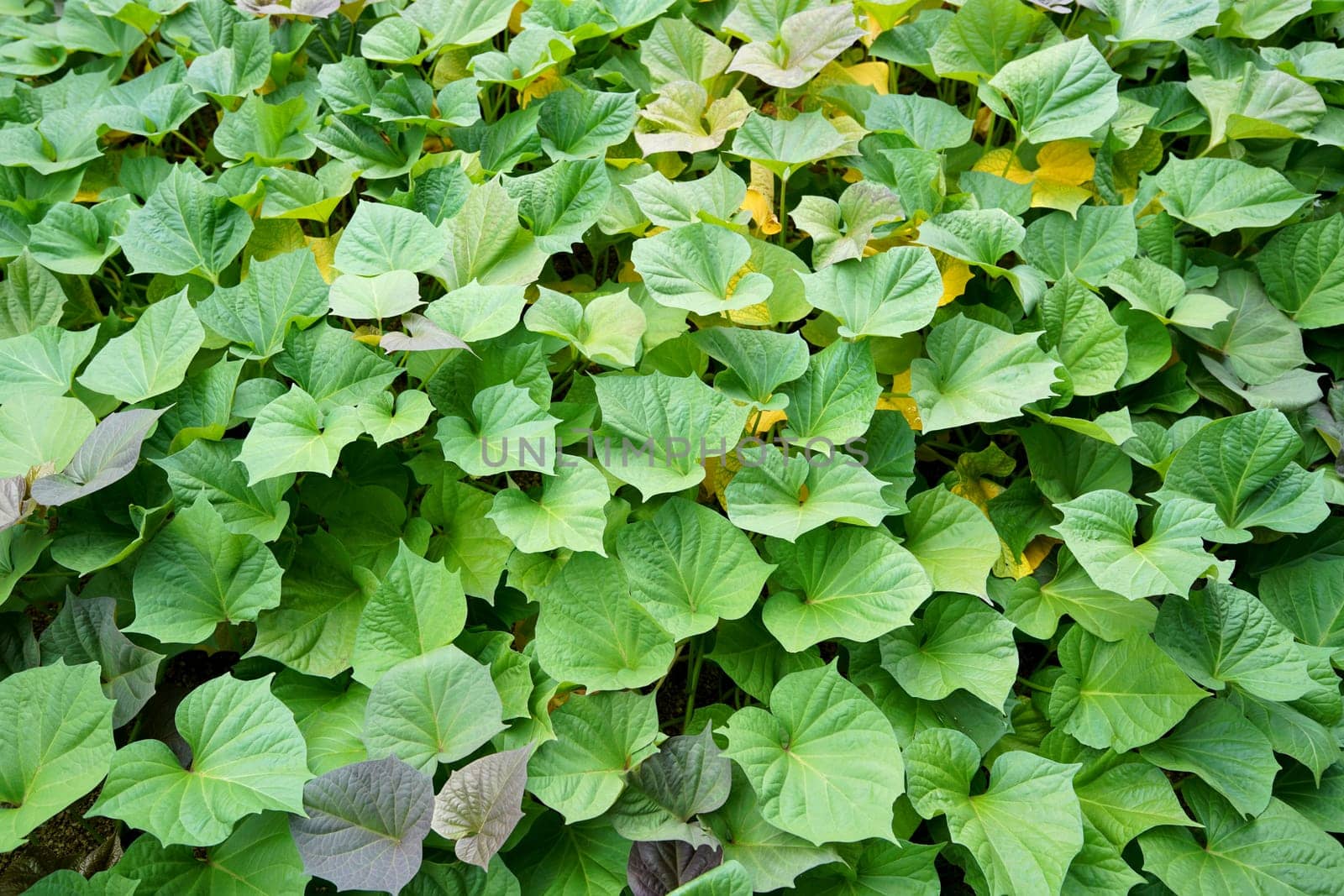 Green sweet potato plants in growth at field