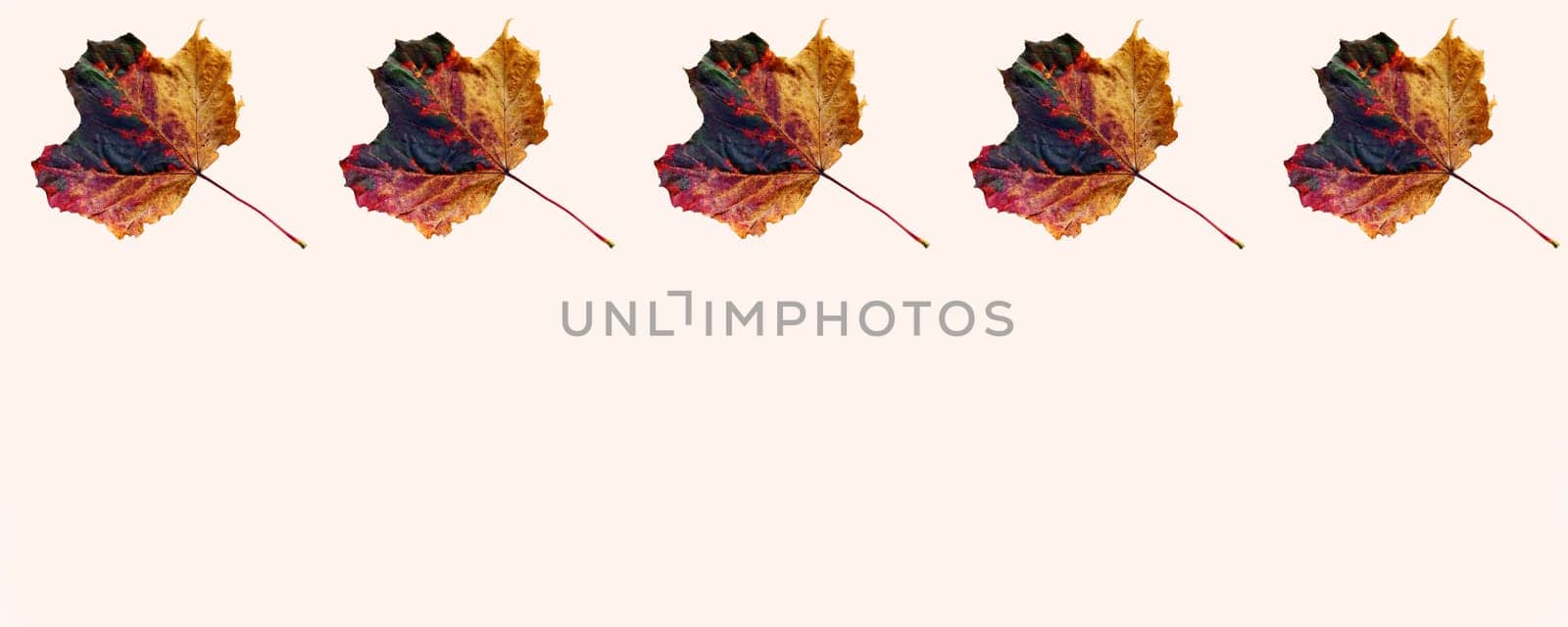 Colorful autumn leaves on a light wood background. Background with leaves