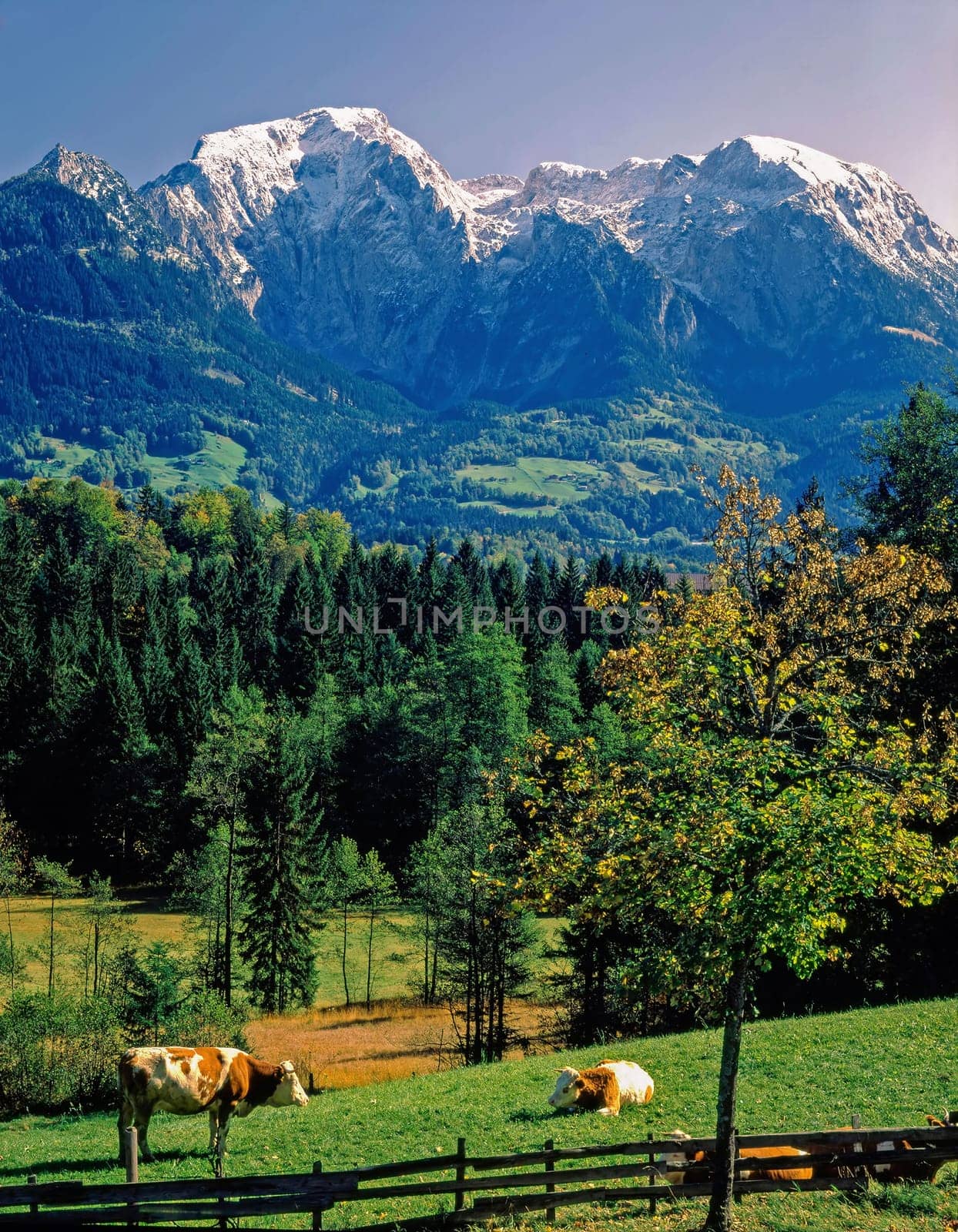 Bavarian scenery with Alps and cattle