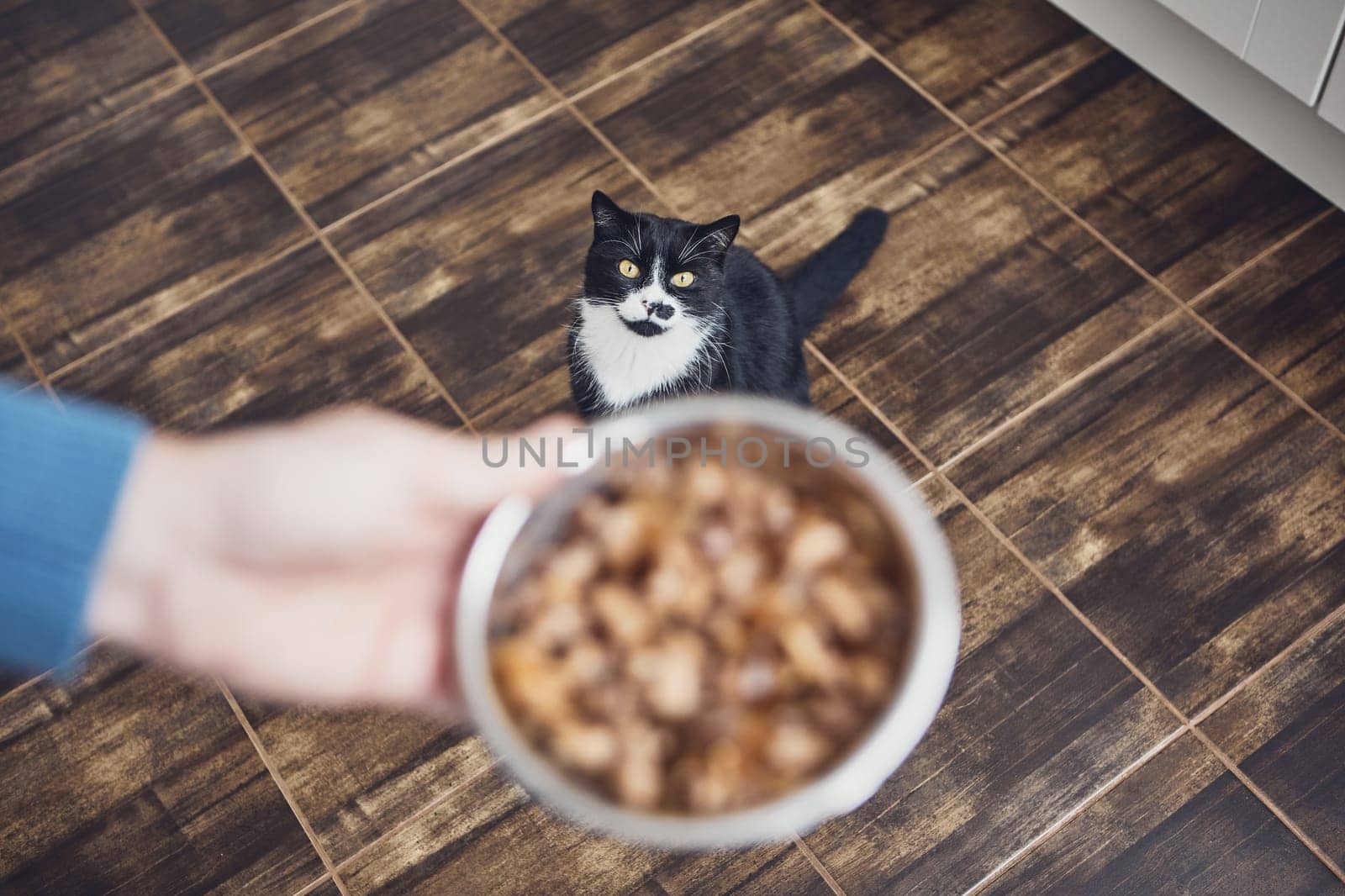 Pet owner holding bowl with feeding for his hungry cat at home kitchen.