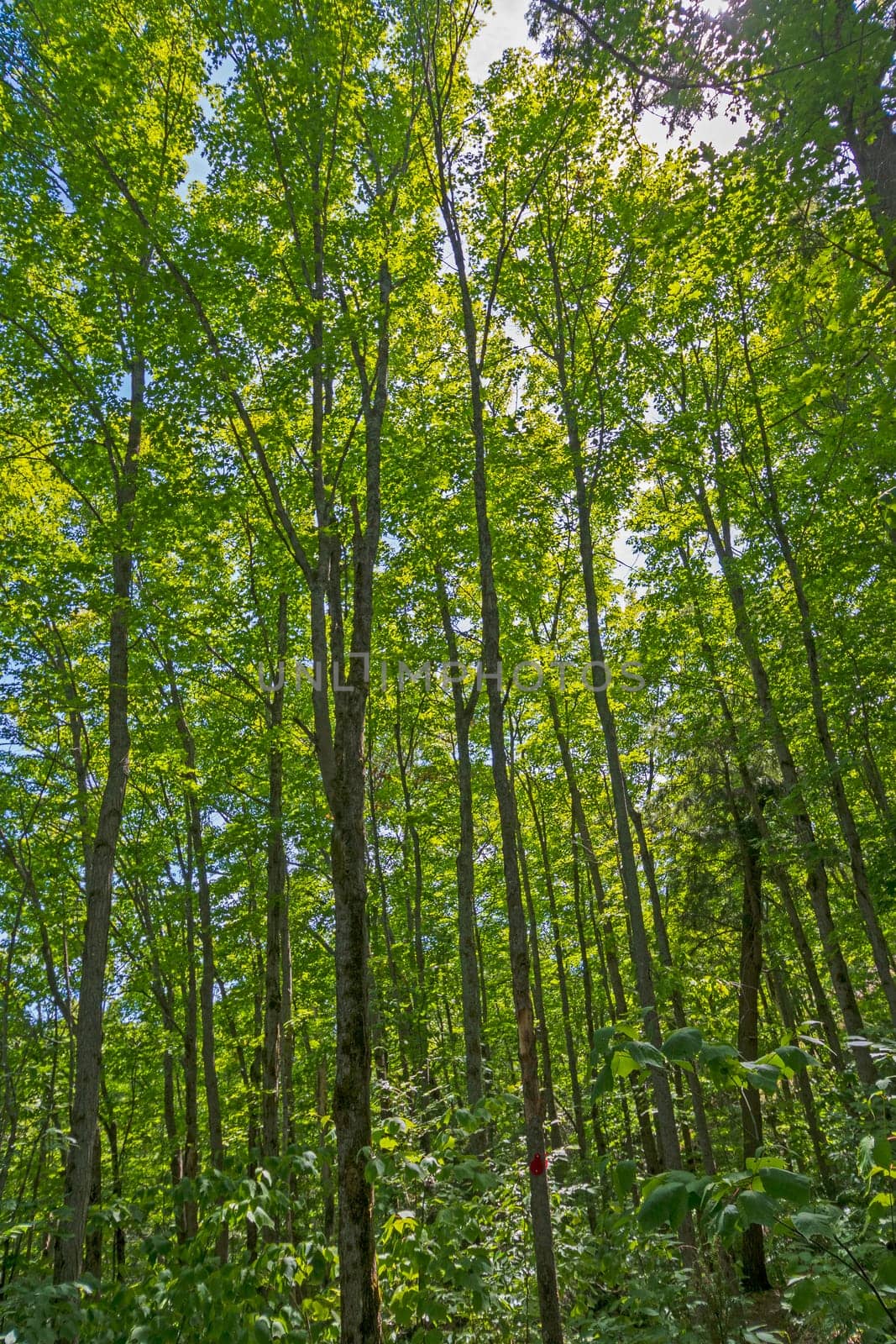 Looking up in the Summer Forest in Killarney Provincial Park in Ontario, Canada