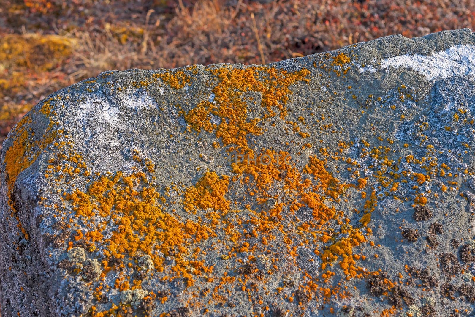 Colorful Lichen on Bare Rock in the Arctic near Equip Sermia in Greenland