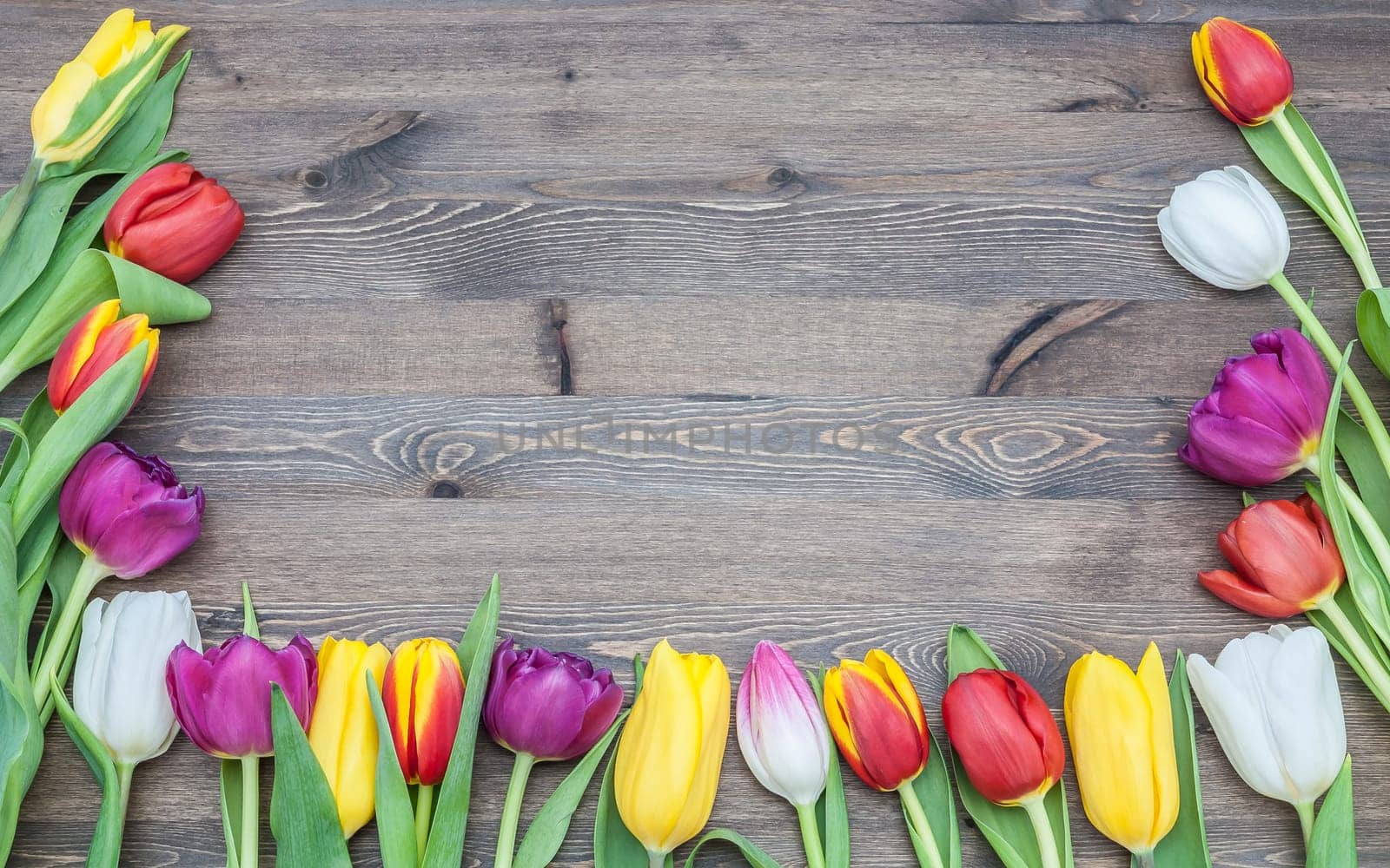 Frame of multicoloured tulips on a wooden background.
