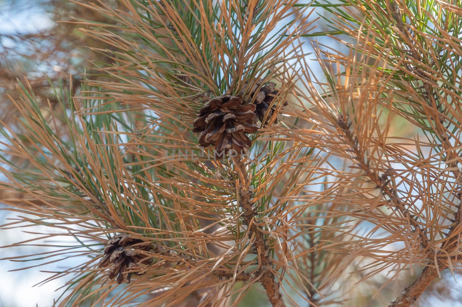 Cones on the pine. Pine for half withered.