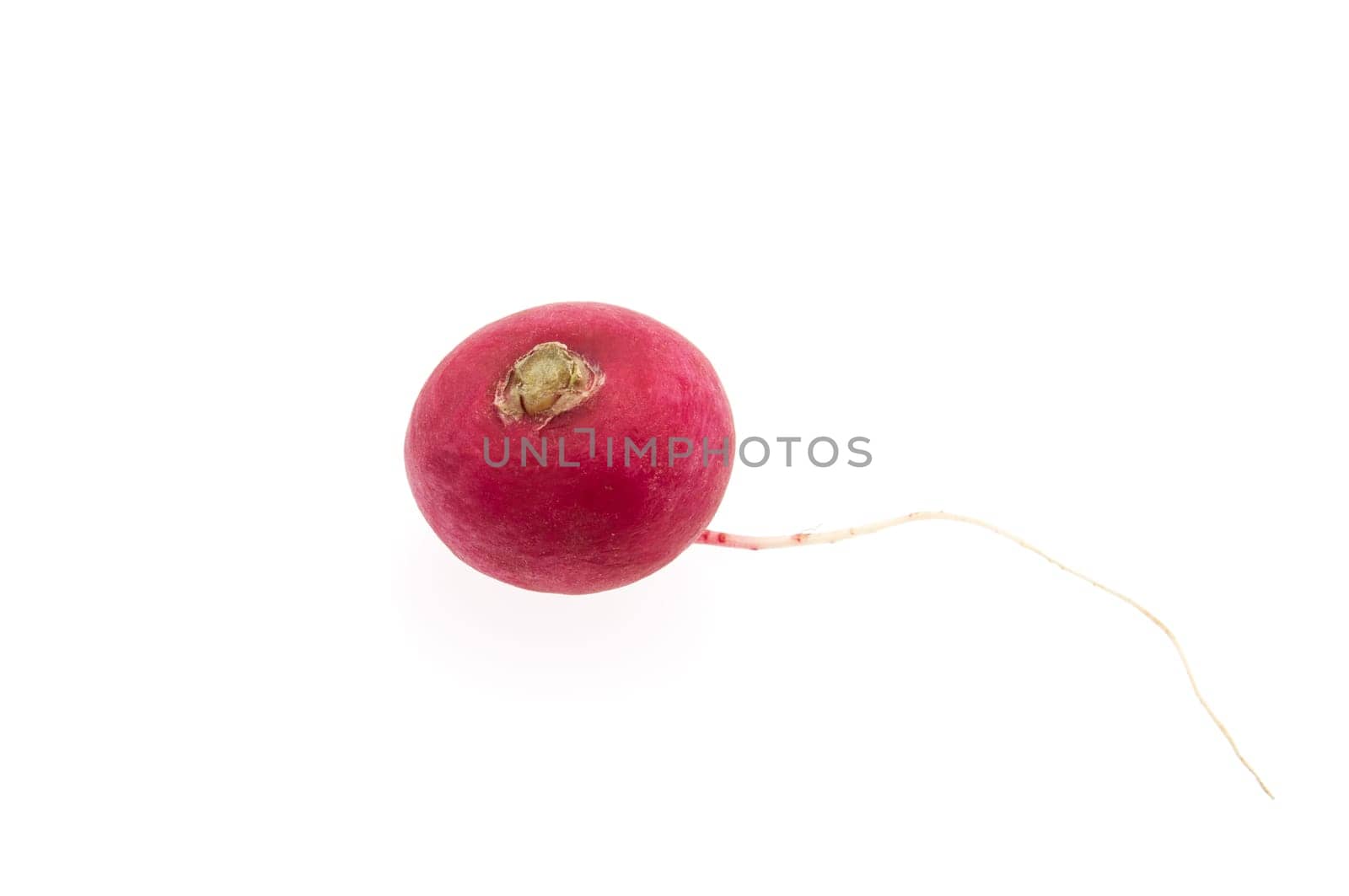 One red empty radish for salad. Isolated.