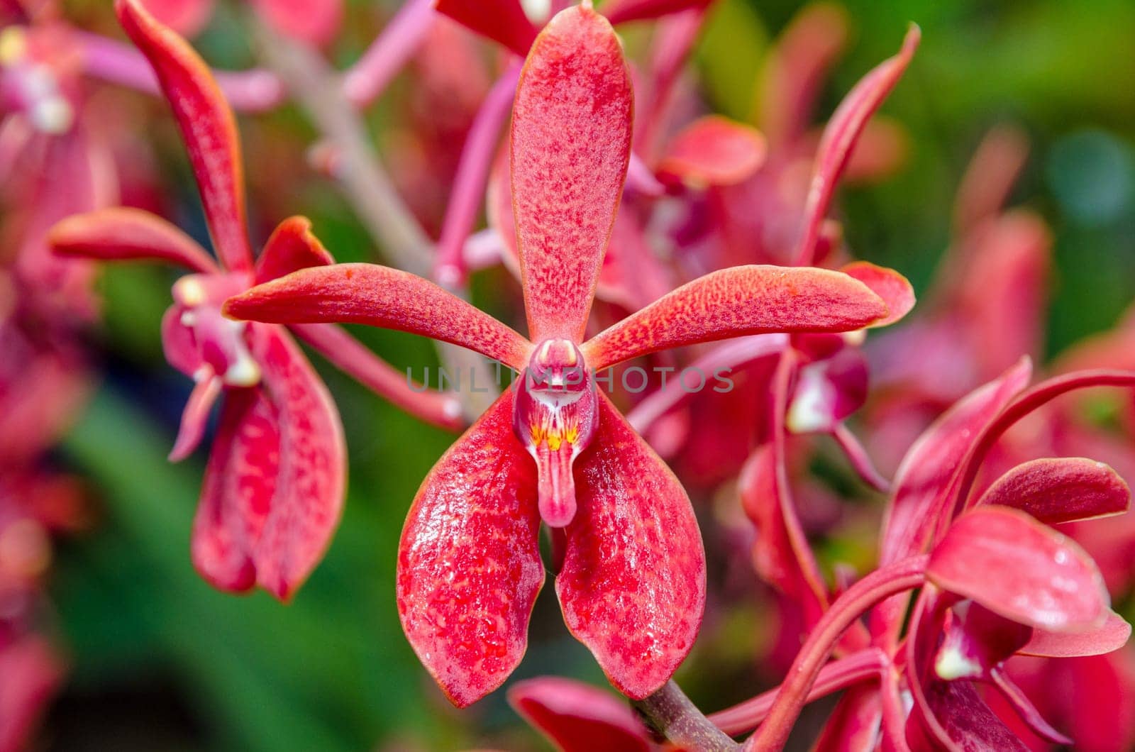 Close-up of red flowers is a beautiful nature of Renanopsis Lena Rowold or Rhynchostylis Orchid on the branch of tree