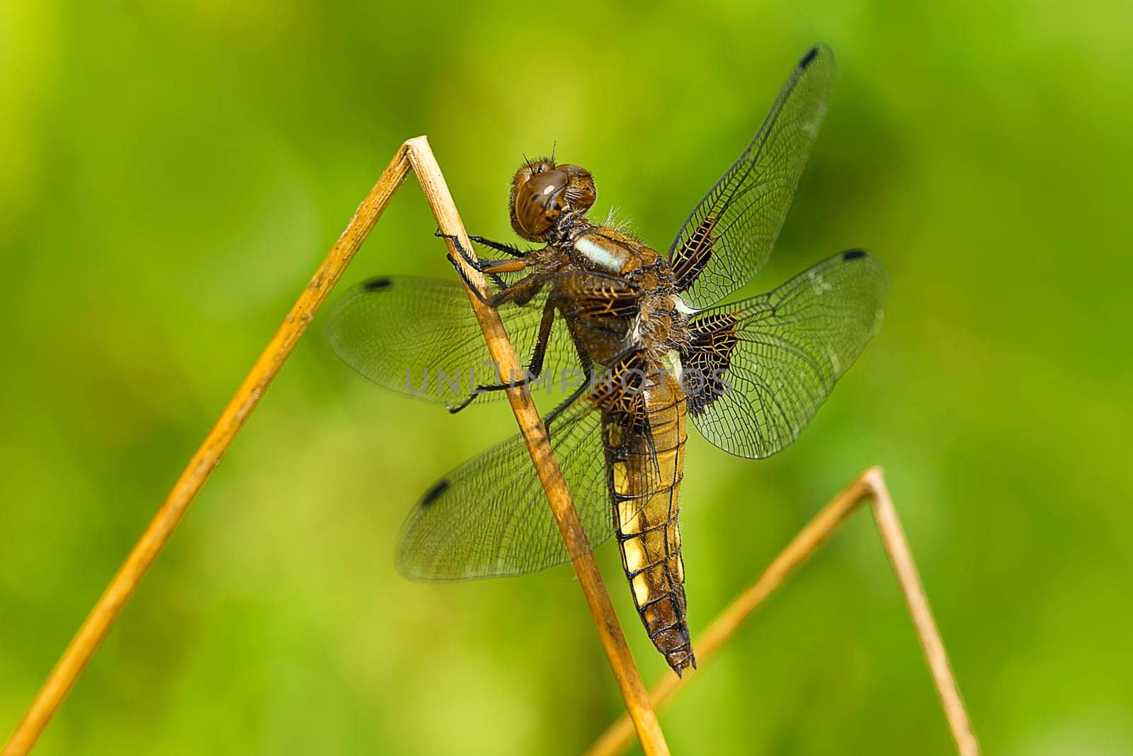 Flat-bellied females