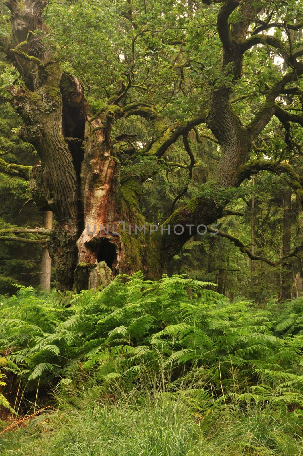 Judgment oak