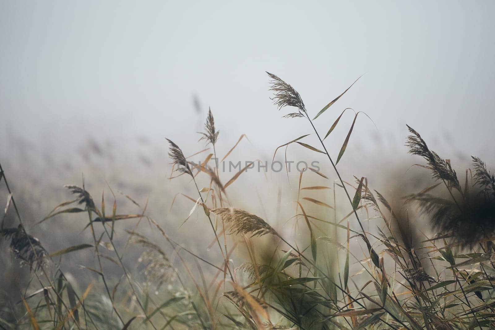 Close-up of reeds in gloomy autumn morning in nature.