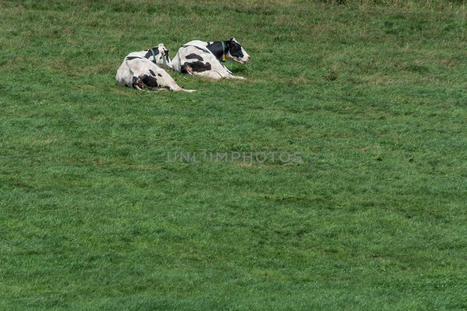 Cows of a dairy grazing on fields of a farm.