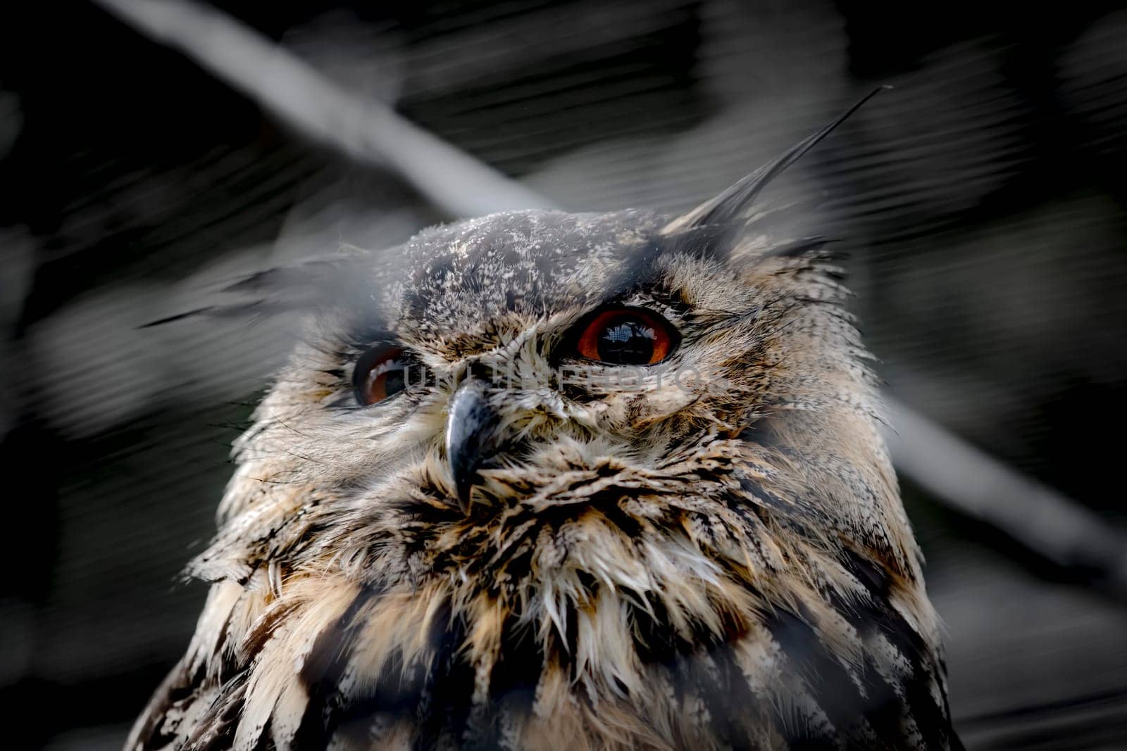 Soft-drawn portrait of an old owl in front of dark background