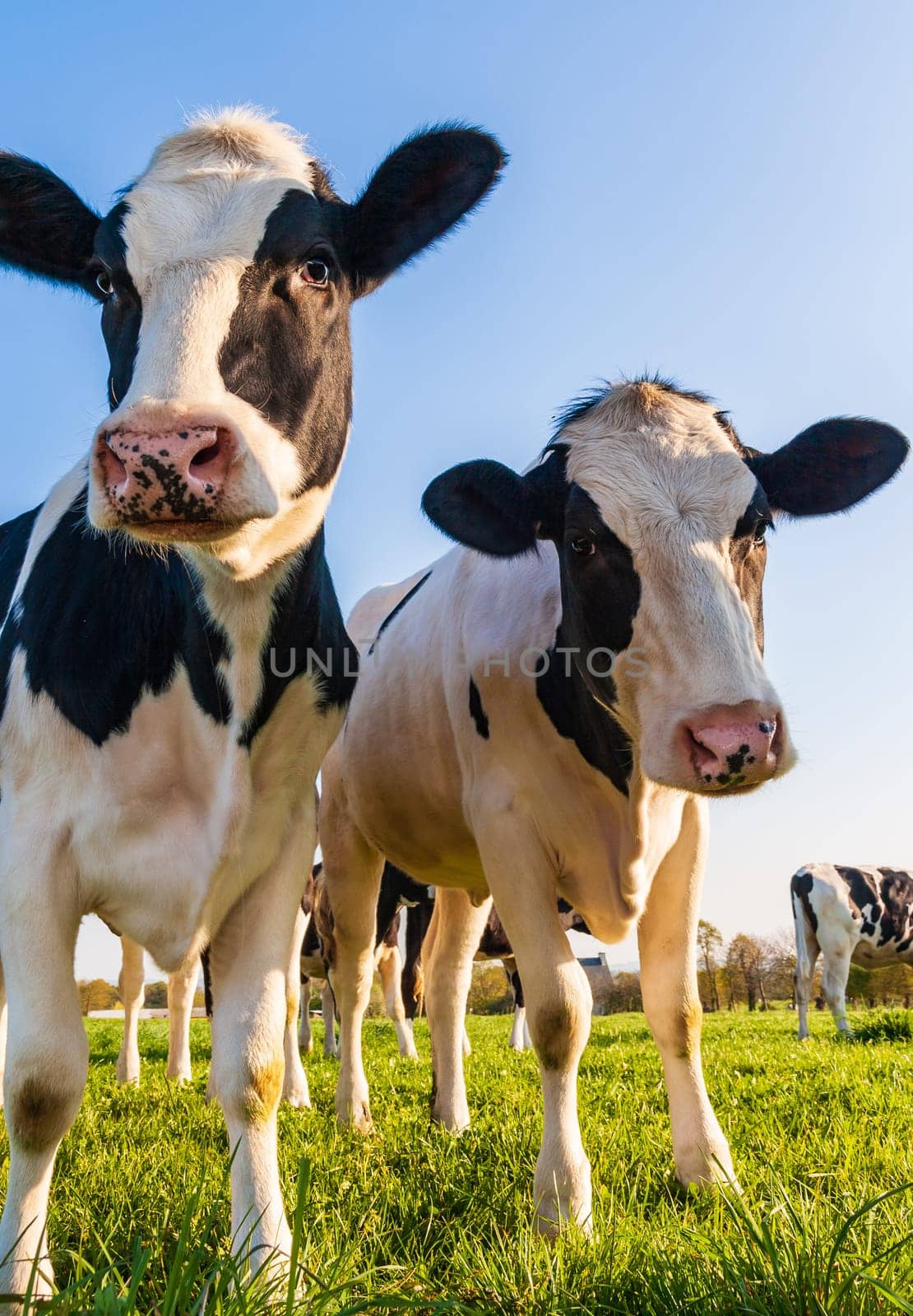 Holstein cows in the pasture