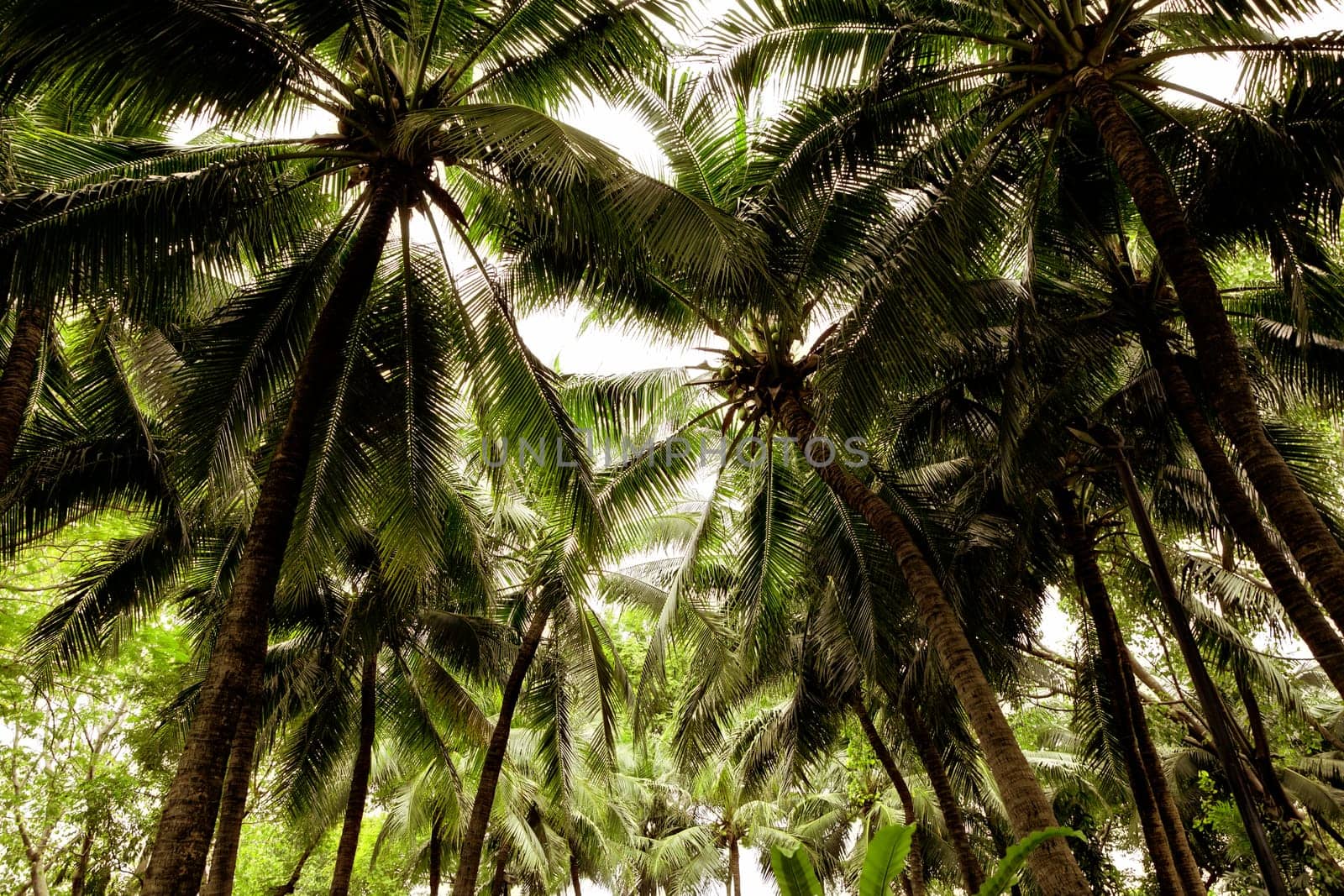 close up abstract palm trees background in public park of Bangkok, Thailand