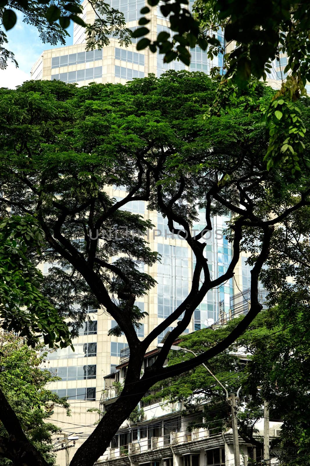 Travel image of tropical trees and office buildings in downtown Bangkok, Thailand